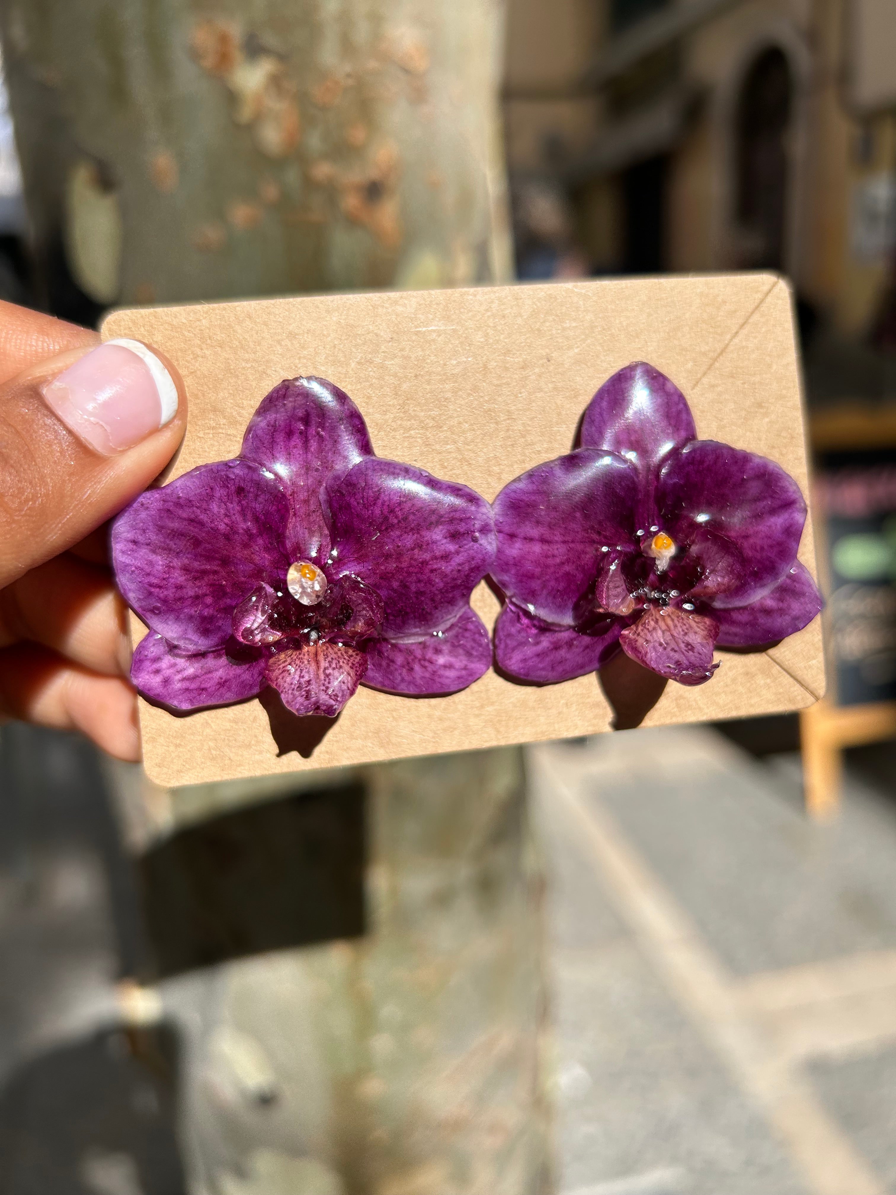 Orchid mini phalaenopsis