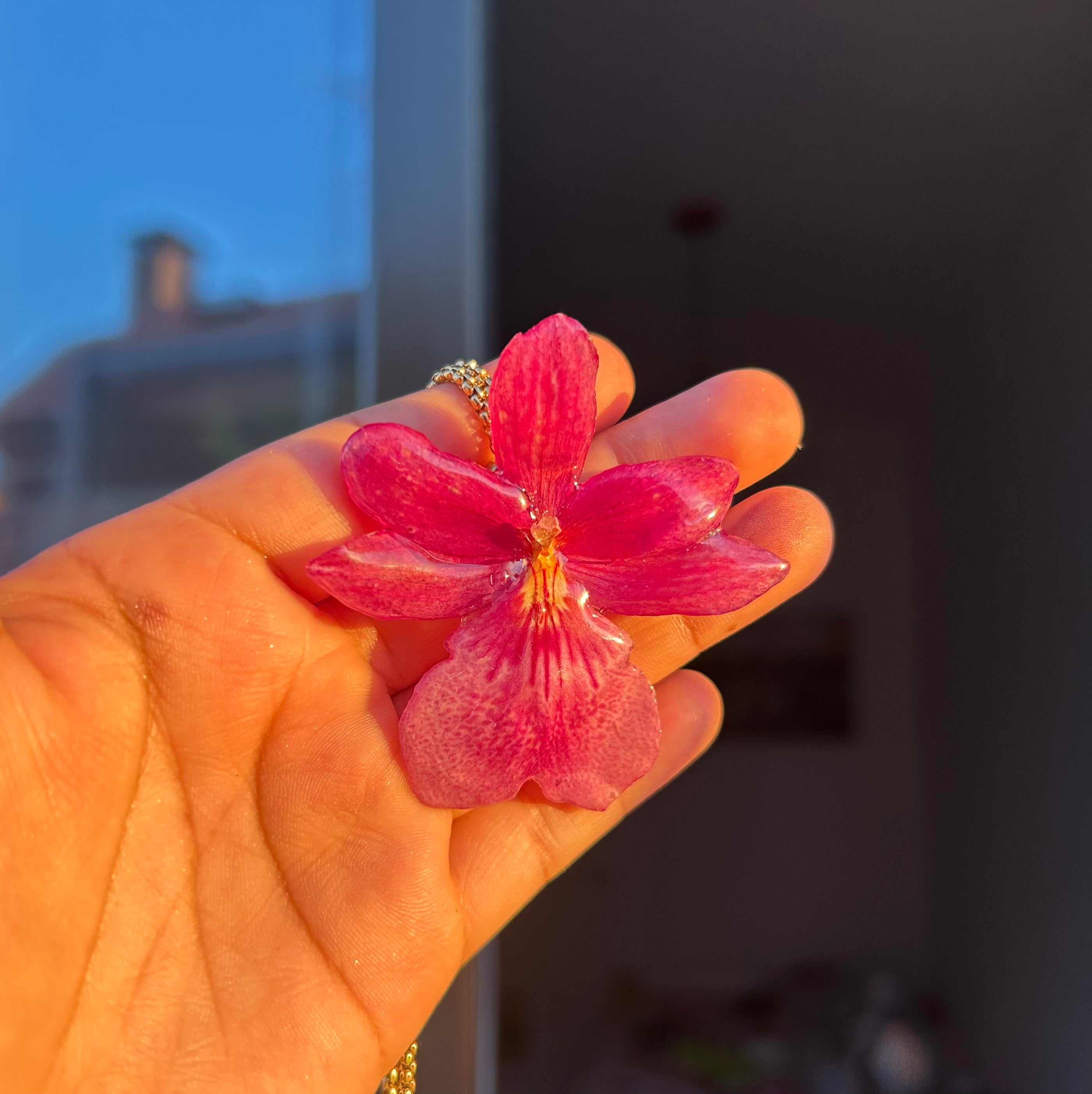 Orchid Nelly isler fucsia