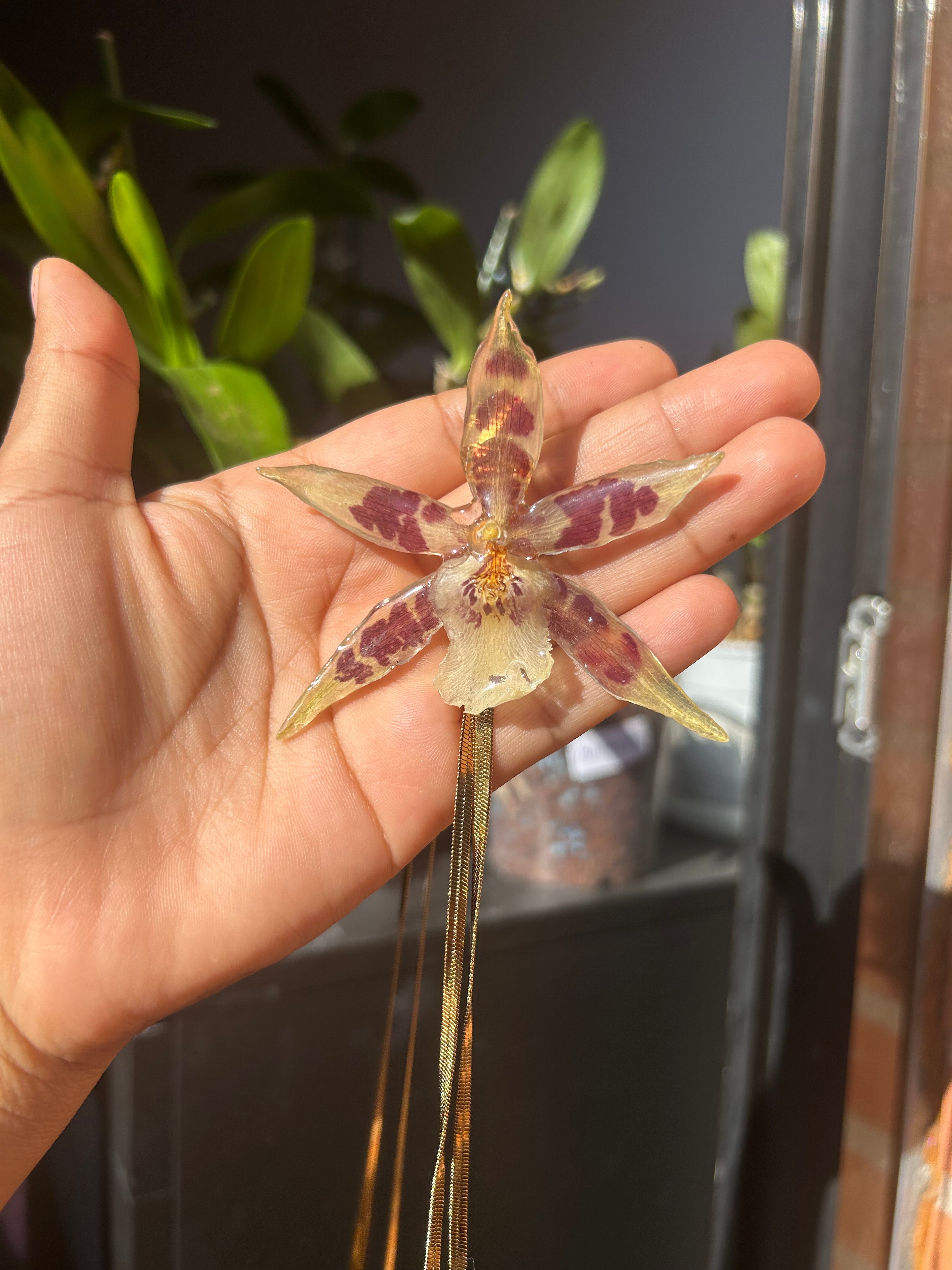 Orchid star