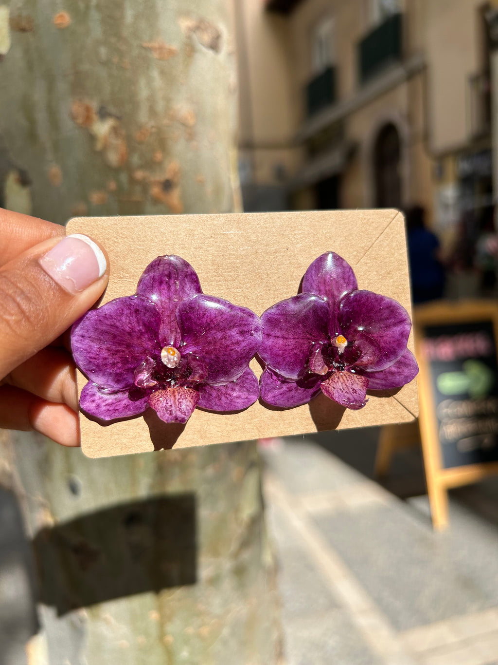 Orchid mini phalaenopsis