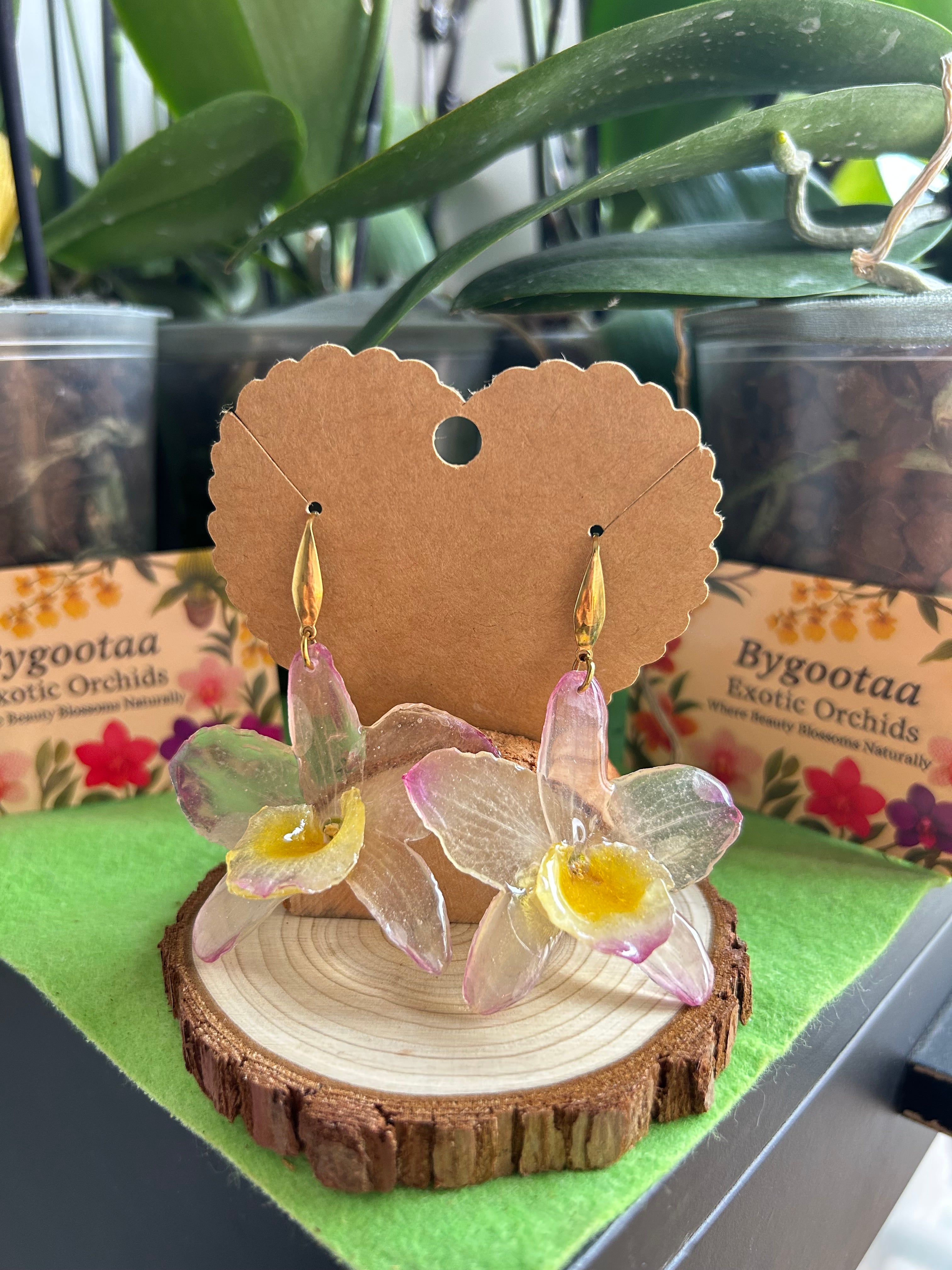 Dendrobium nobile orchids