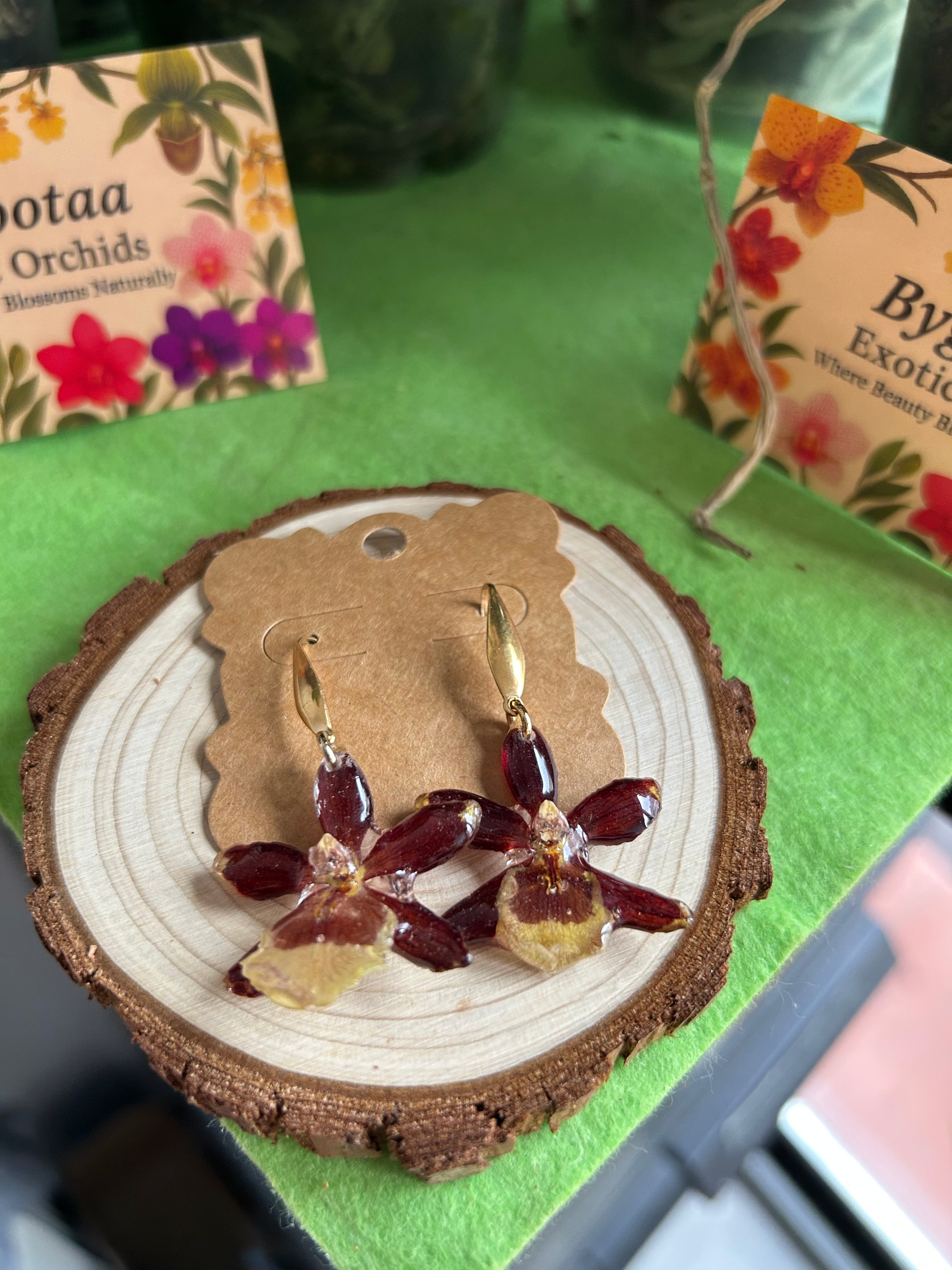 Exotic mini brown orchids