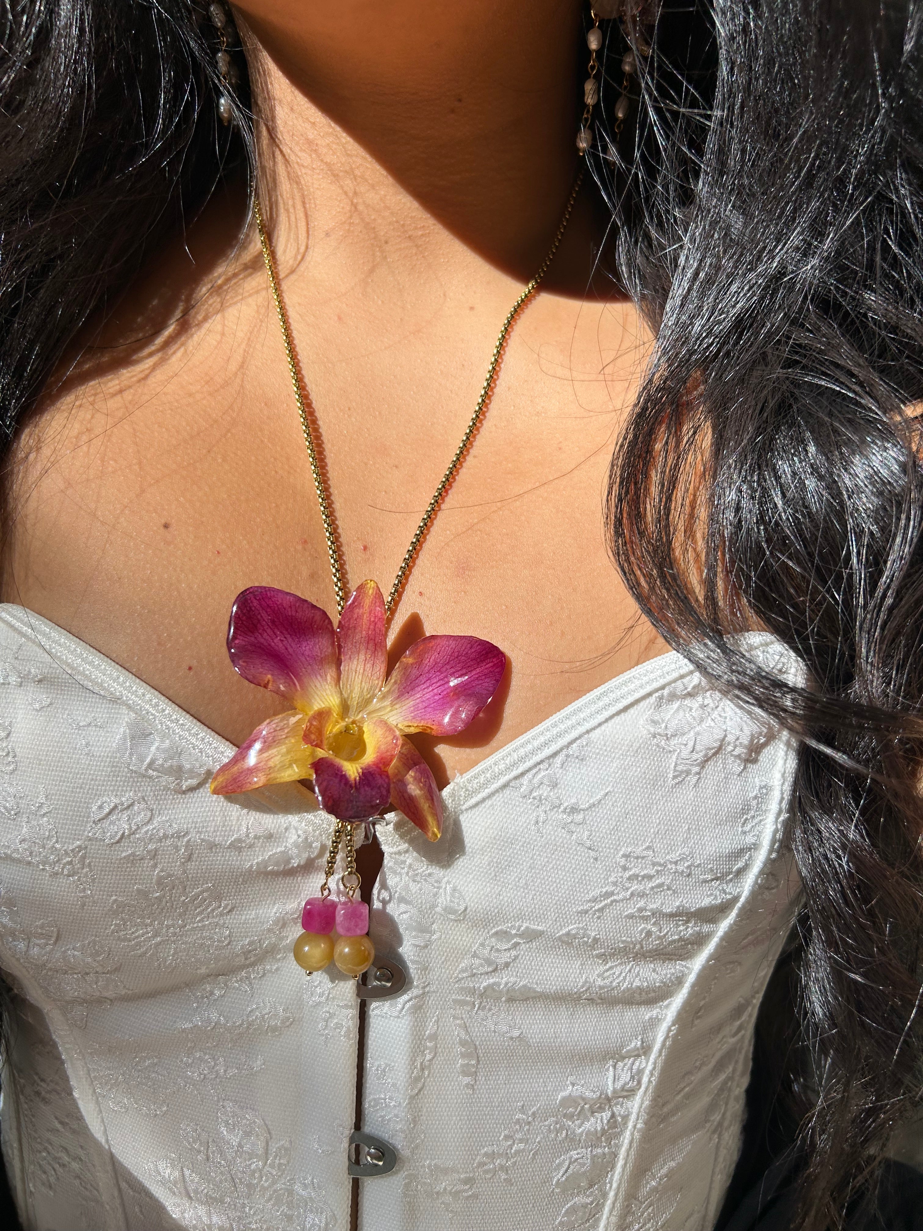 Orchid dendrobium bello atardecer