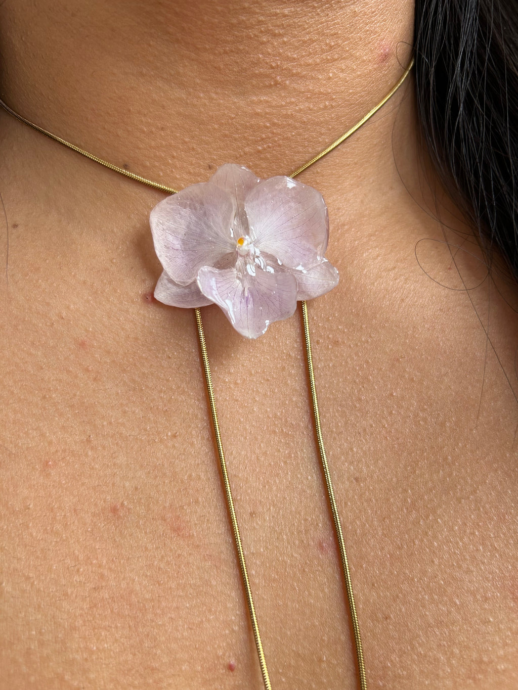 Orchid mini phalaenopsis