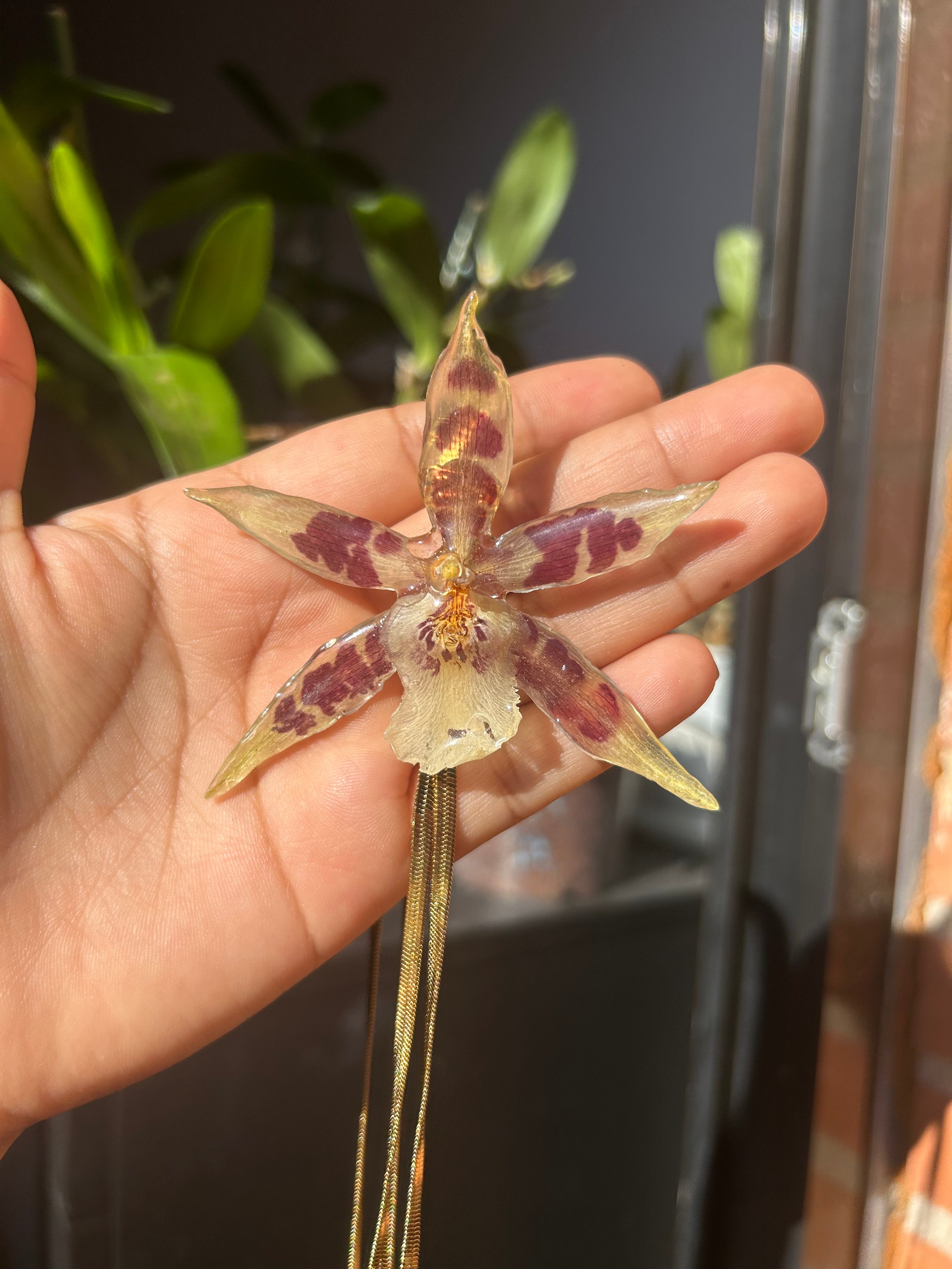 Orchid star