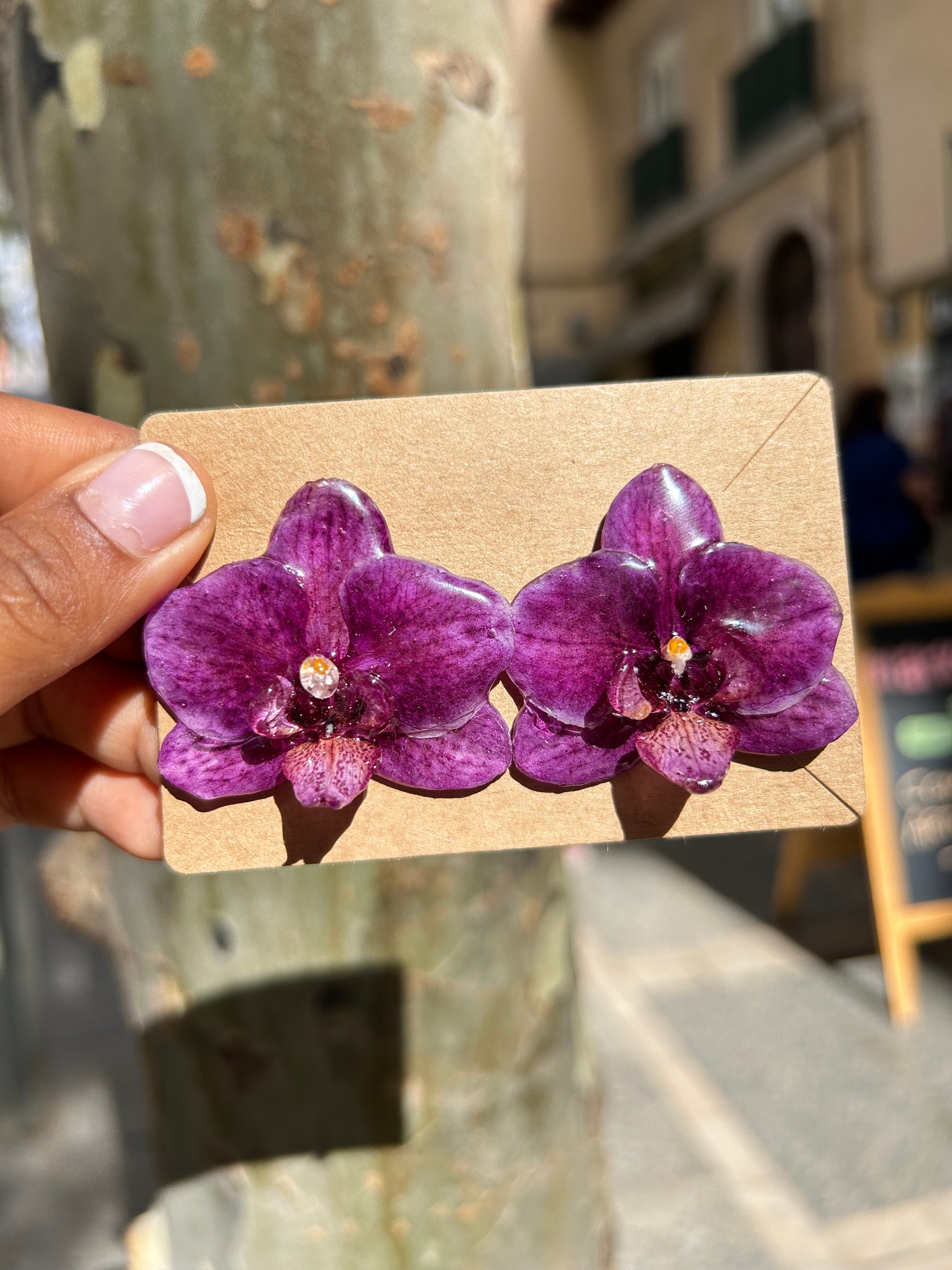 Orchid mini phalaenopsis