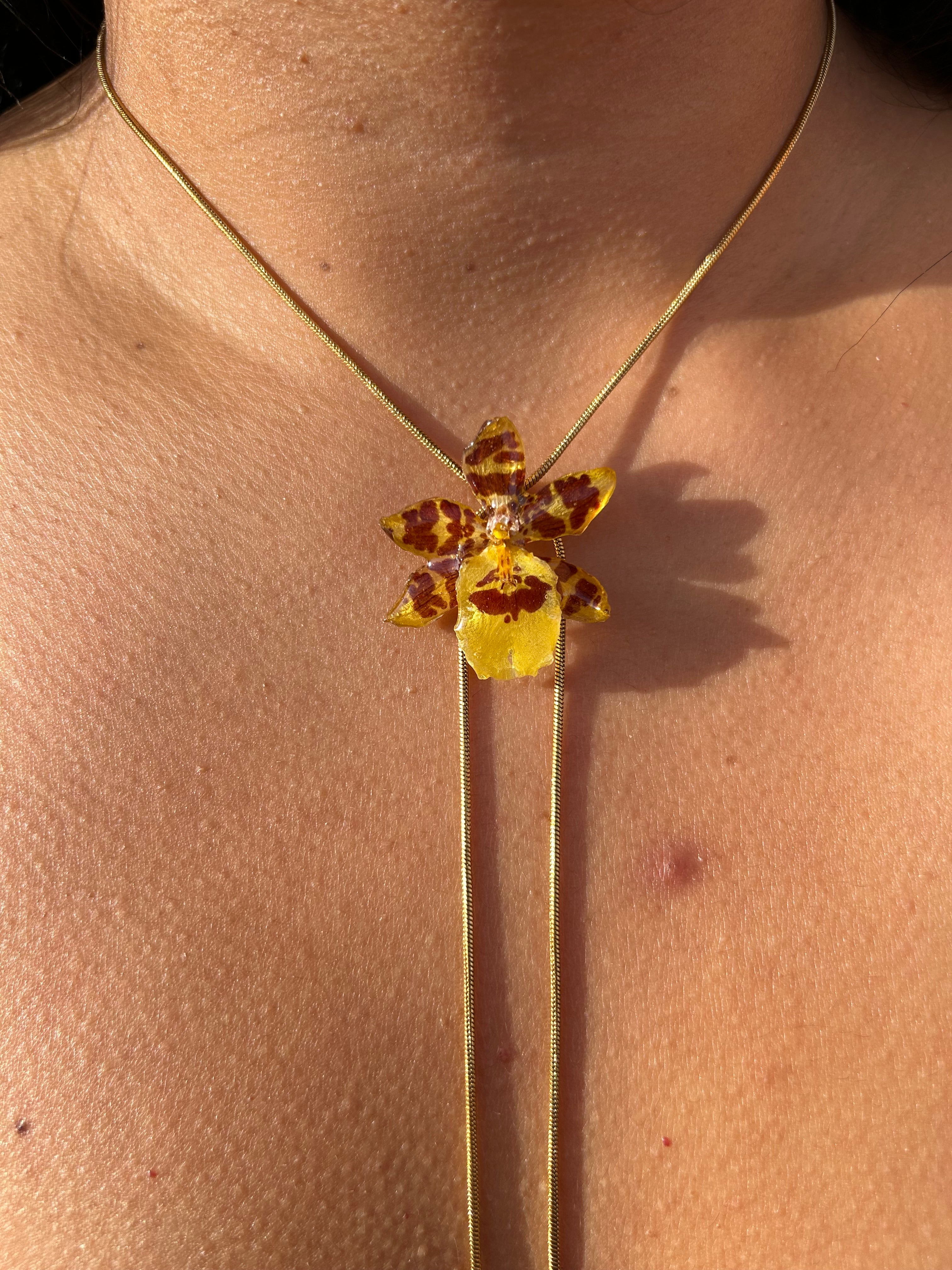 Exotic orchid súper mini