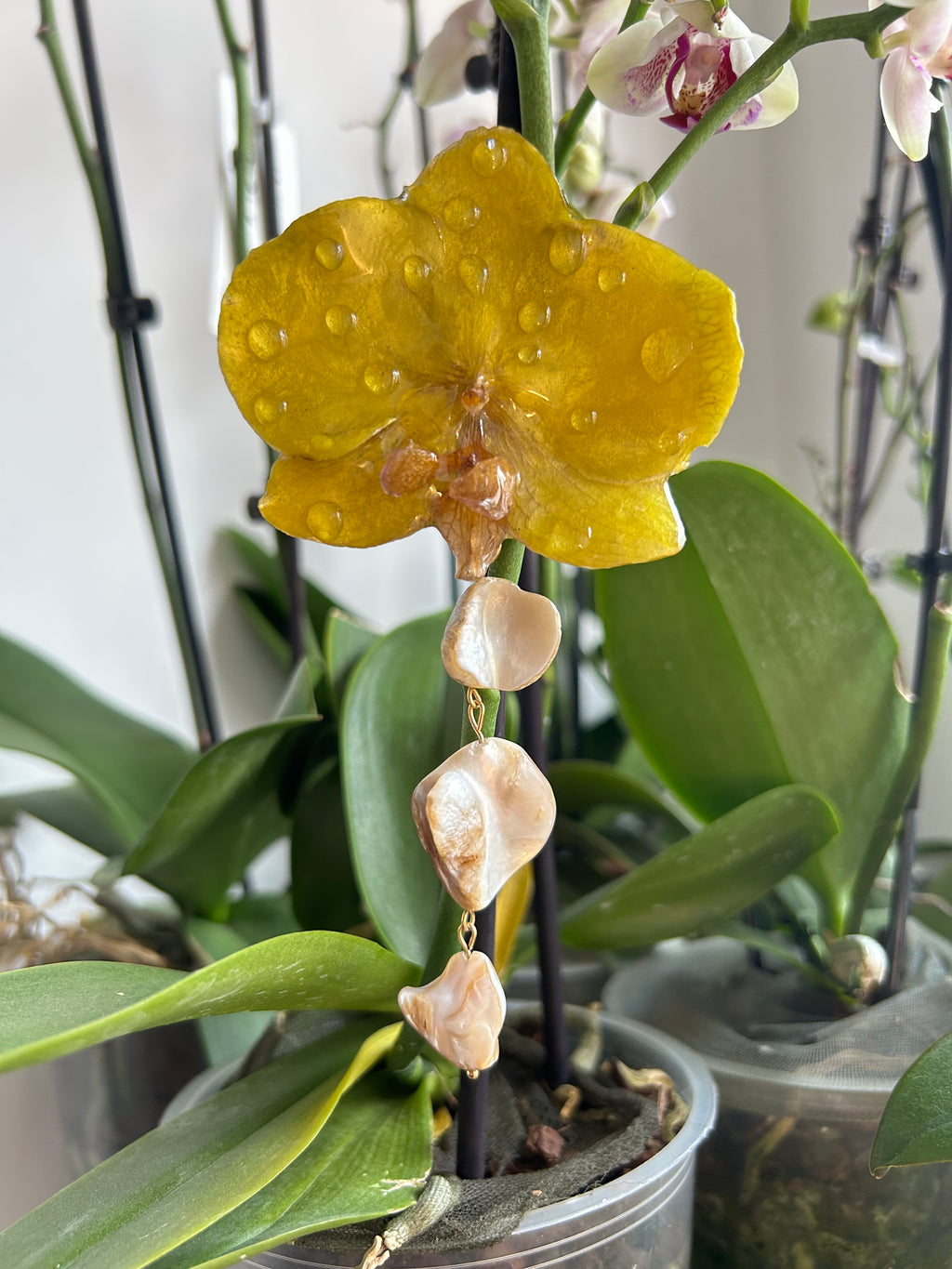 hair hook large phalaenopsis orchid