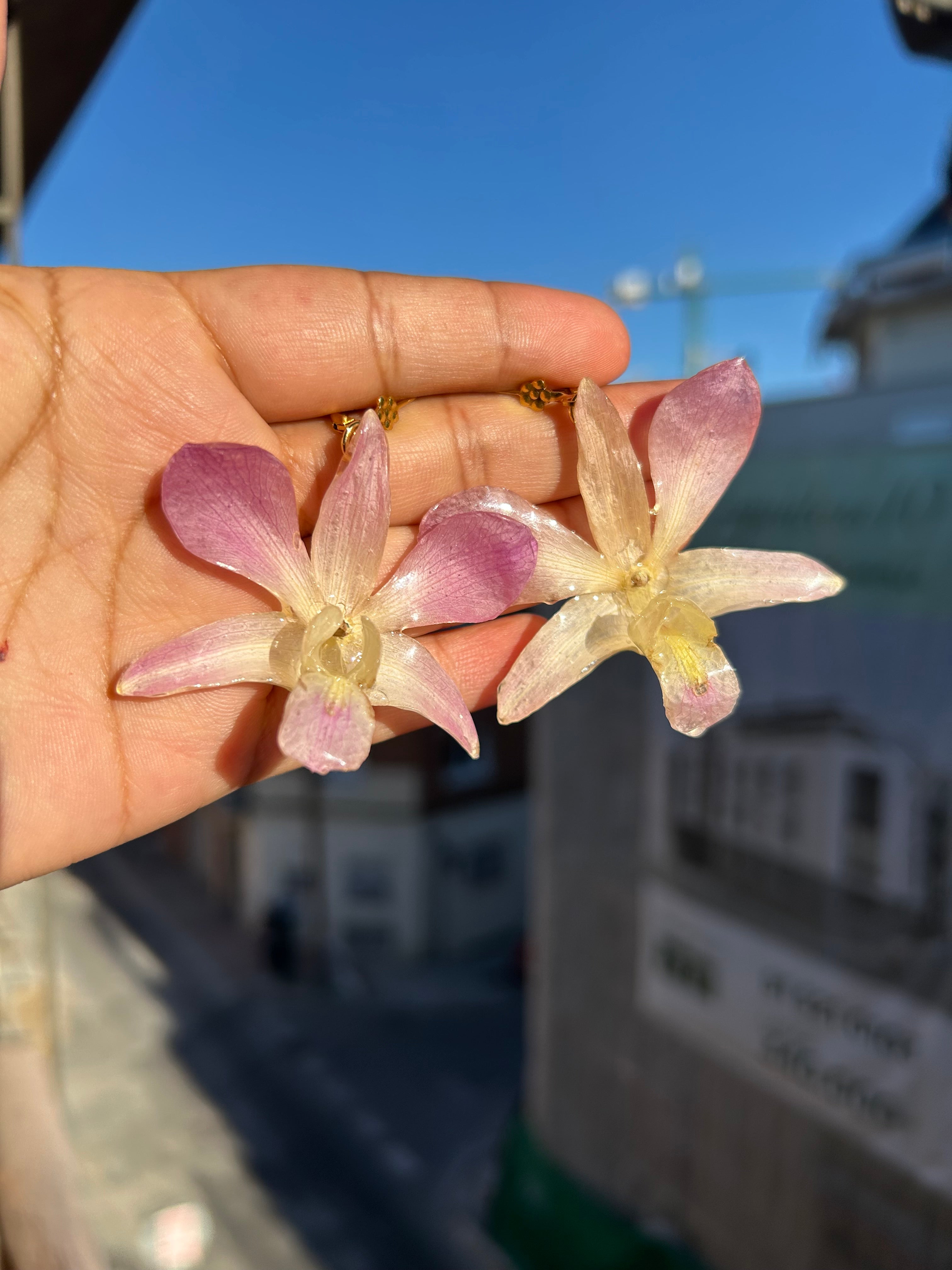 Orquídea dendrobium pink
