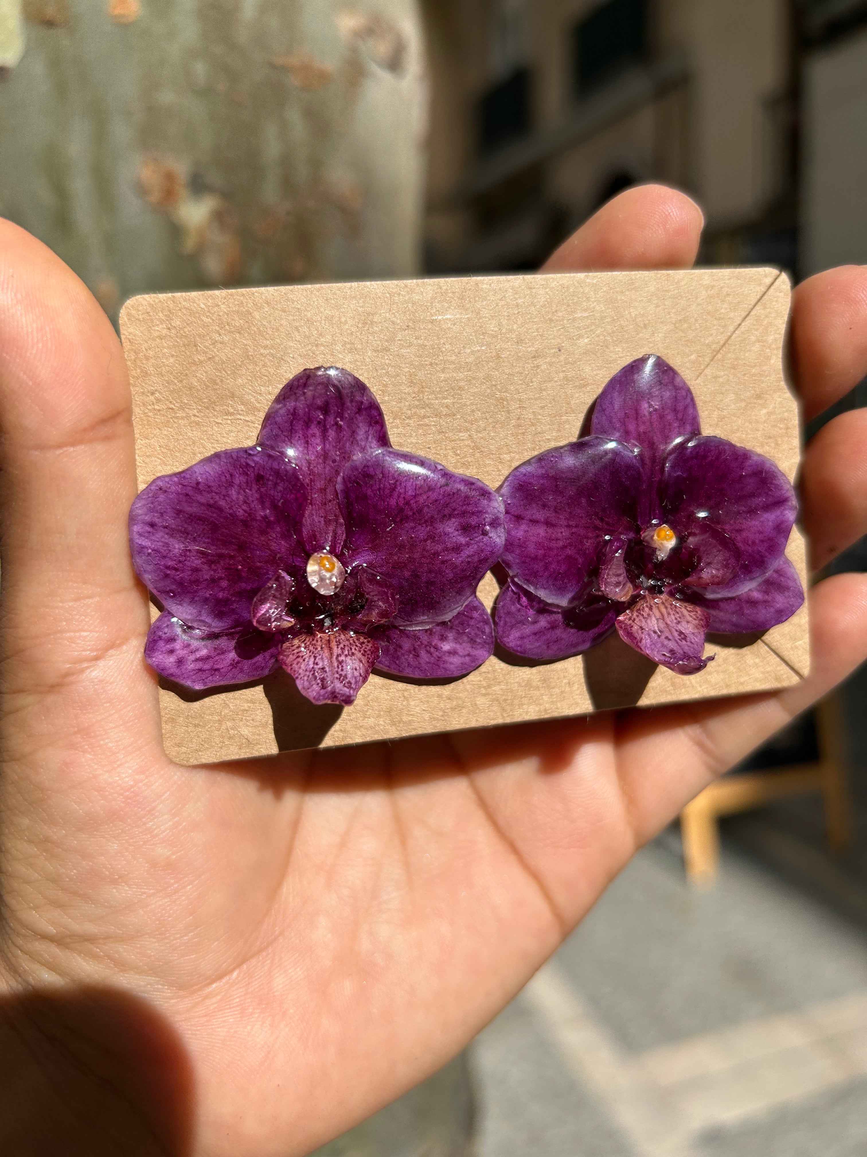 Orchid mini phalaenopsis