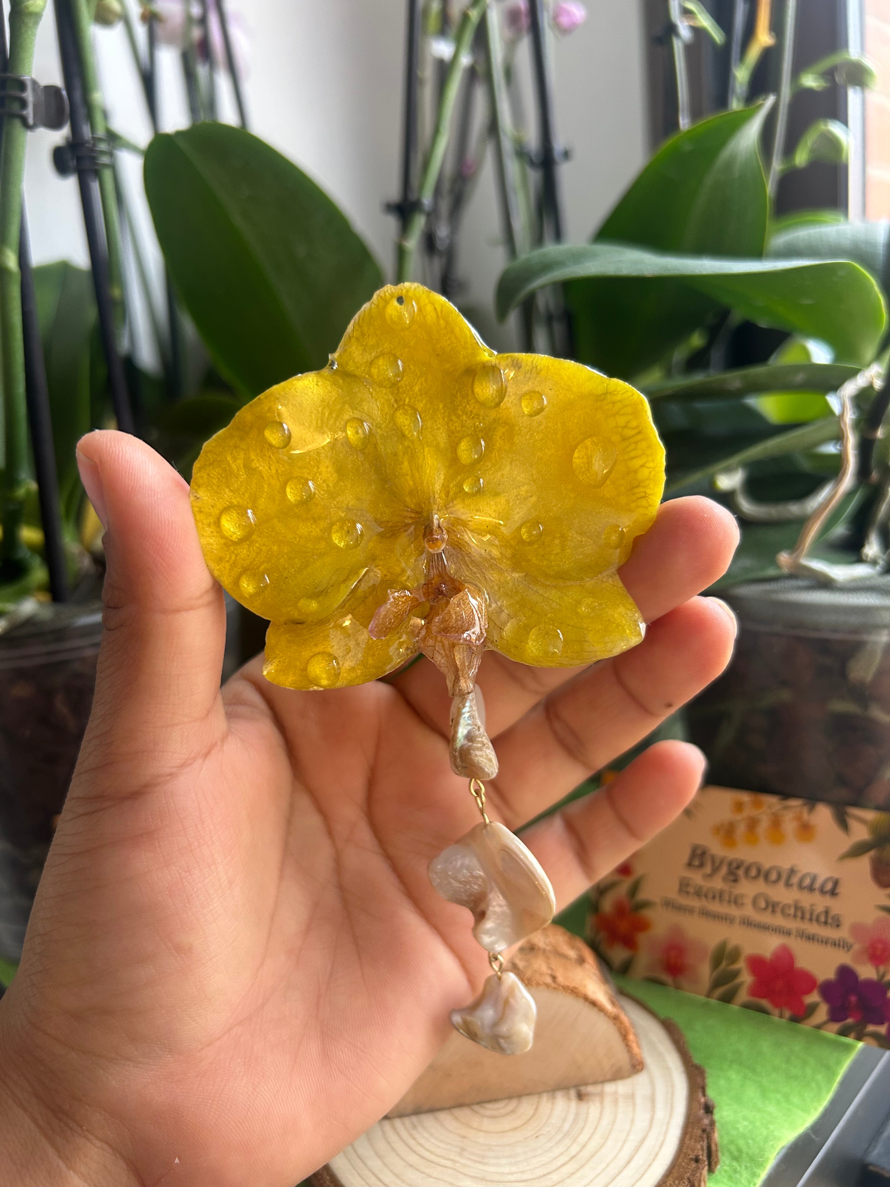 hair hook large phalaenopsis orchid