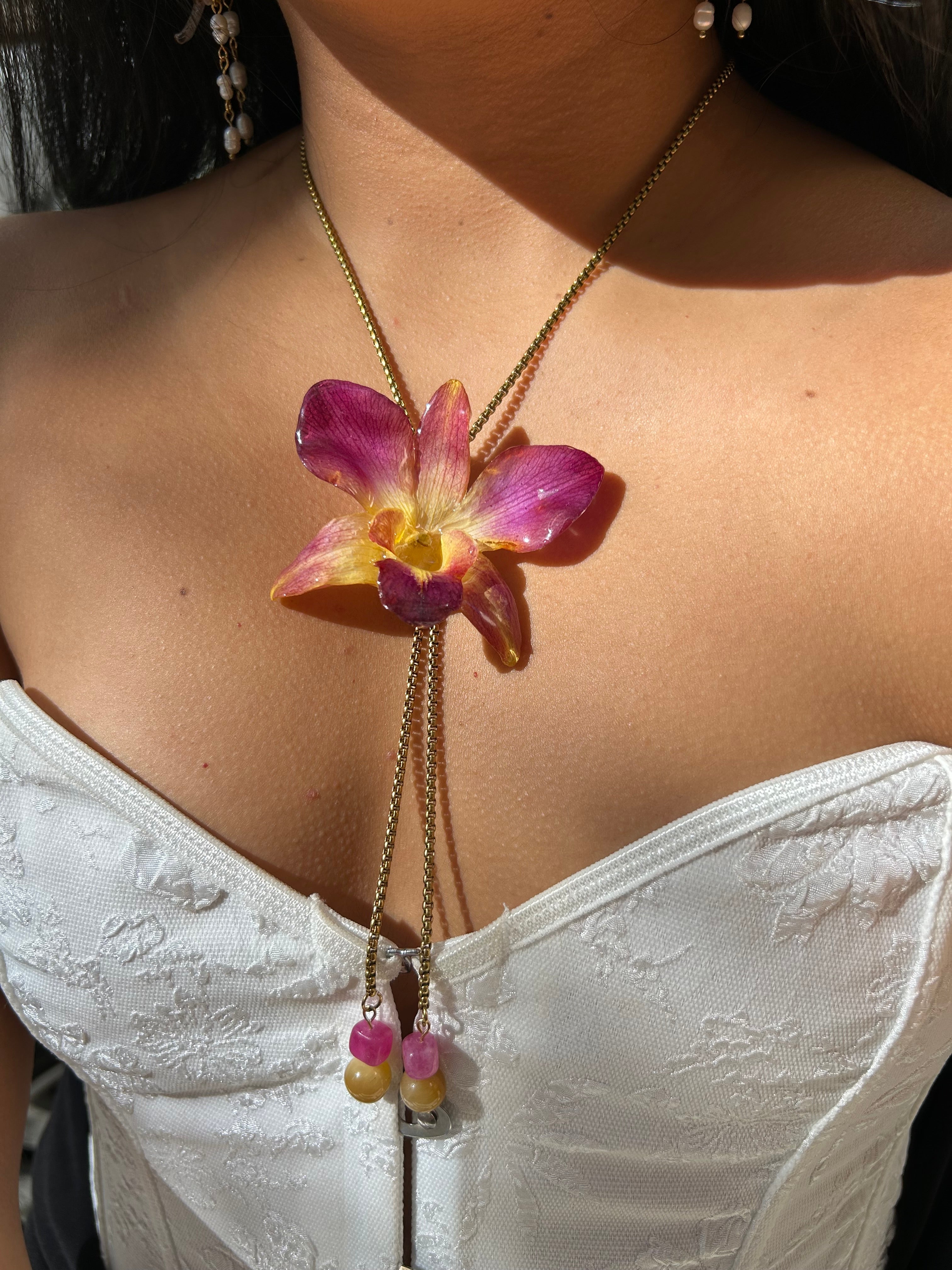 Orchid dendrobium bello atardecer