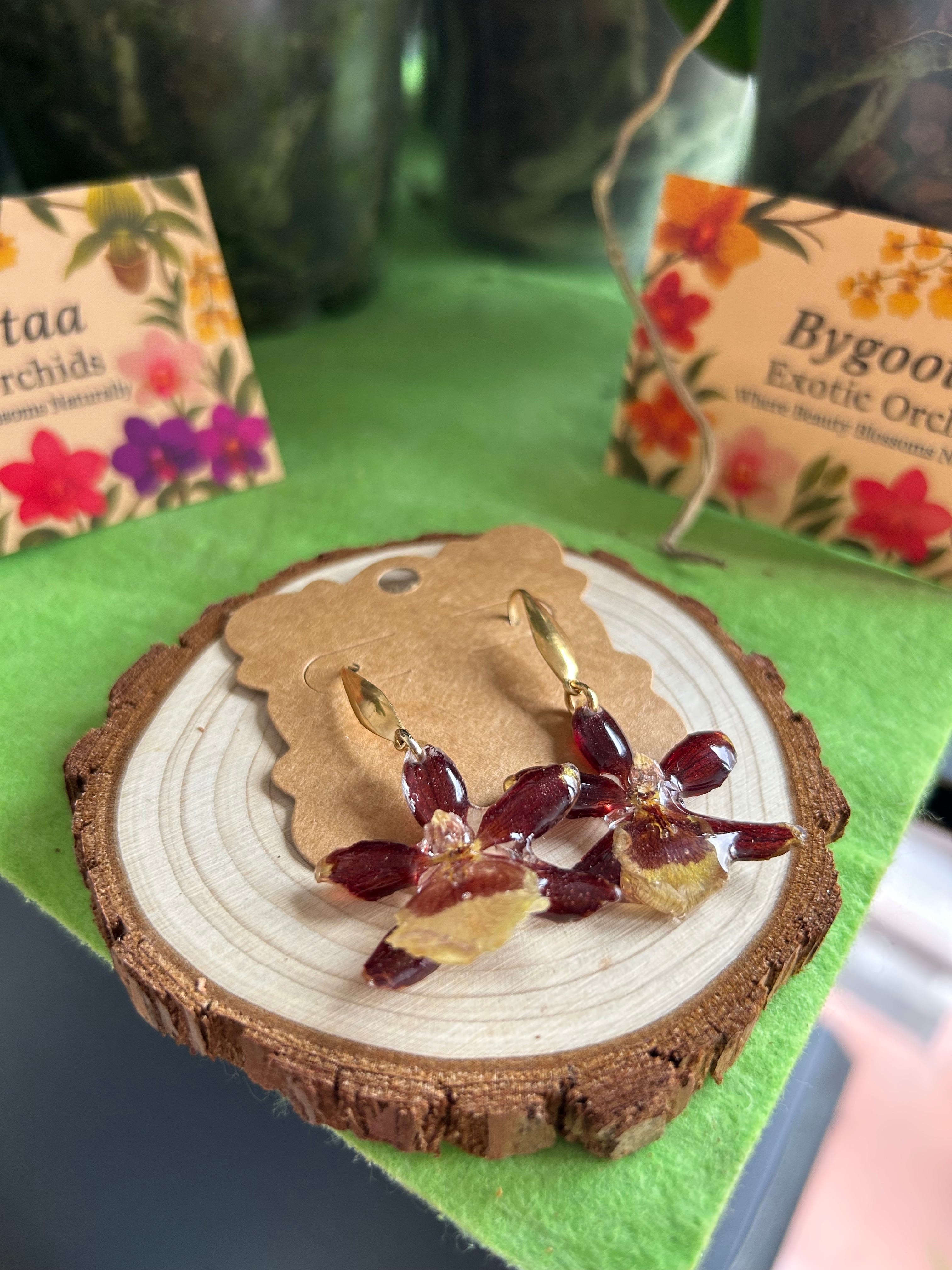 Exotic mini brown orchids