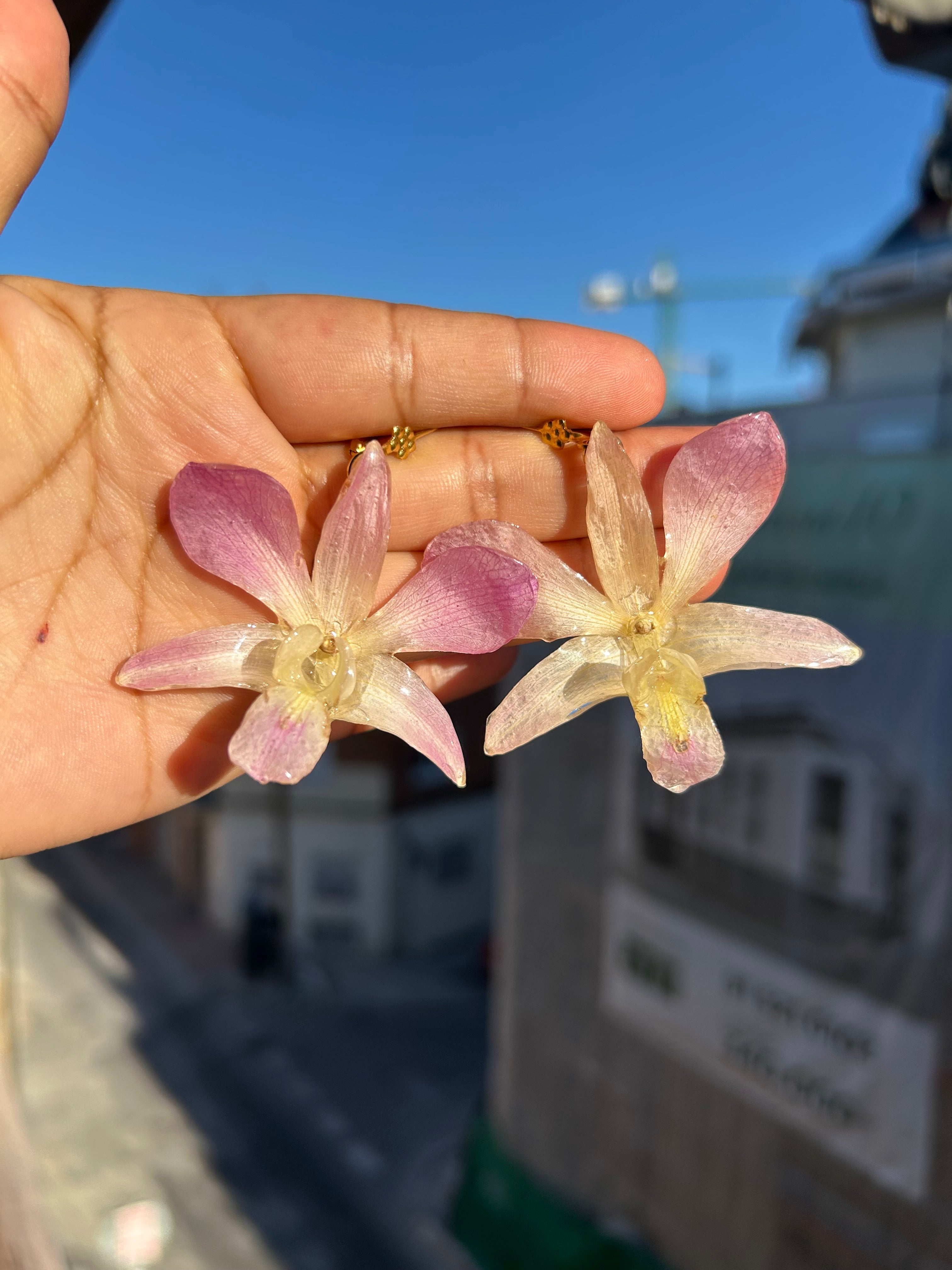 Orquídea dendrobium pink