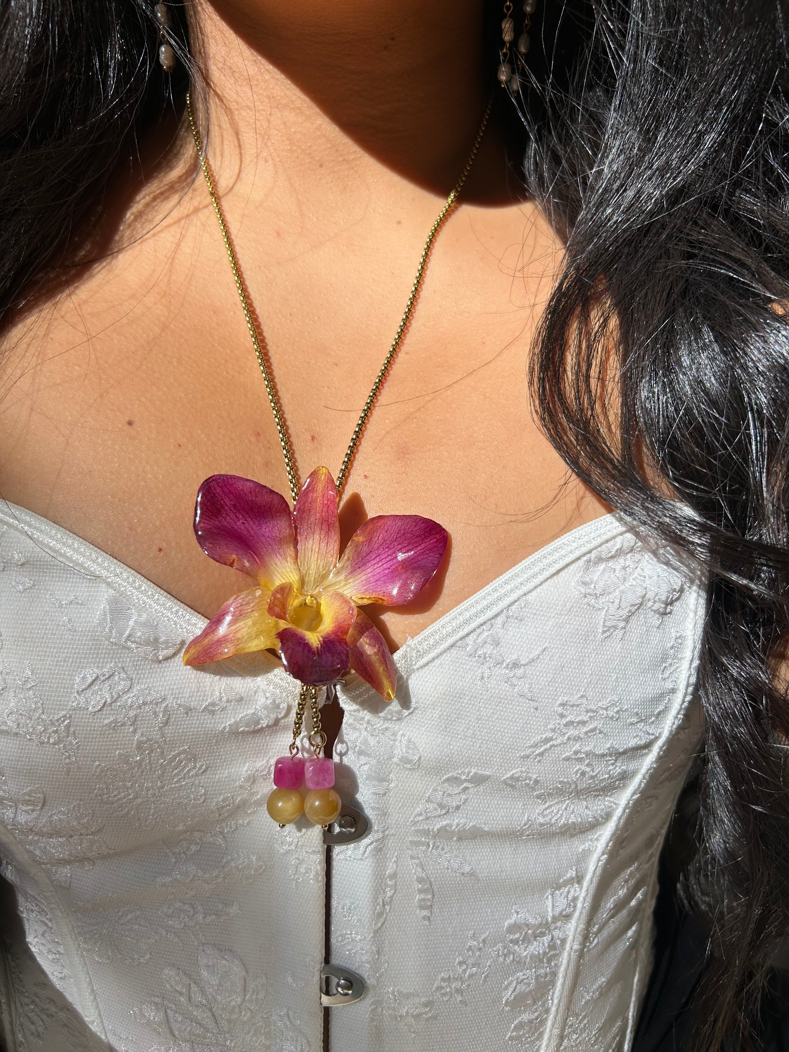 Orchid dendrobium bello atardecer