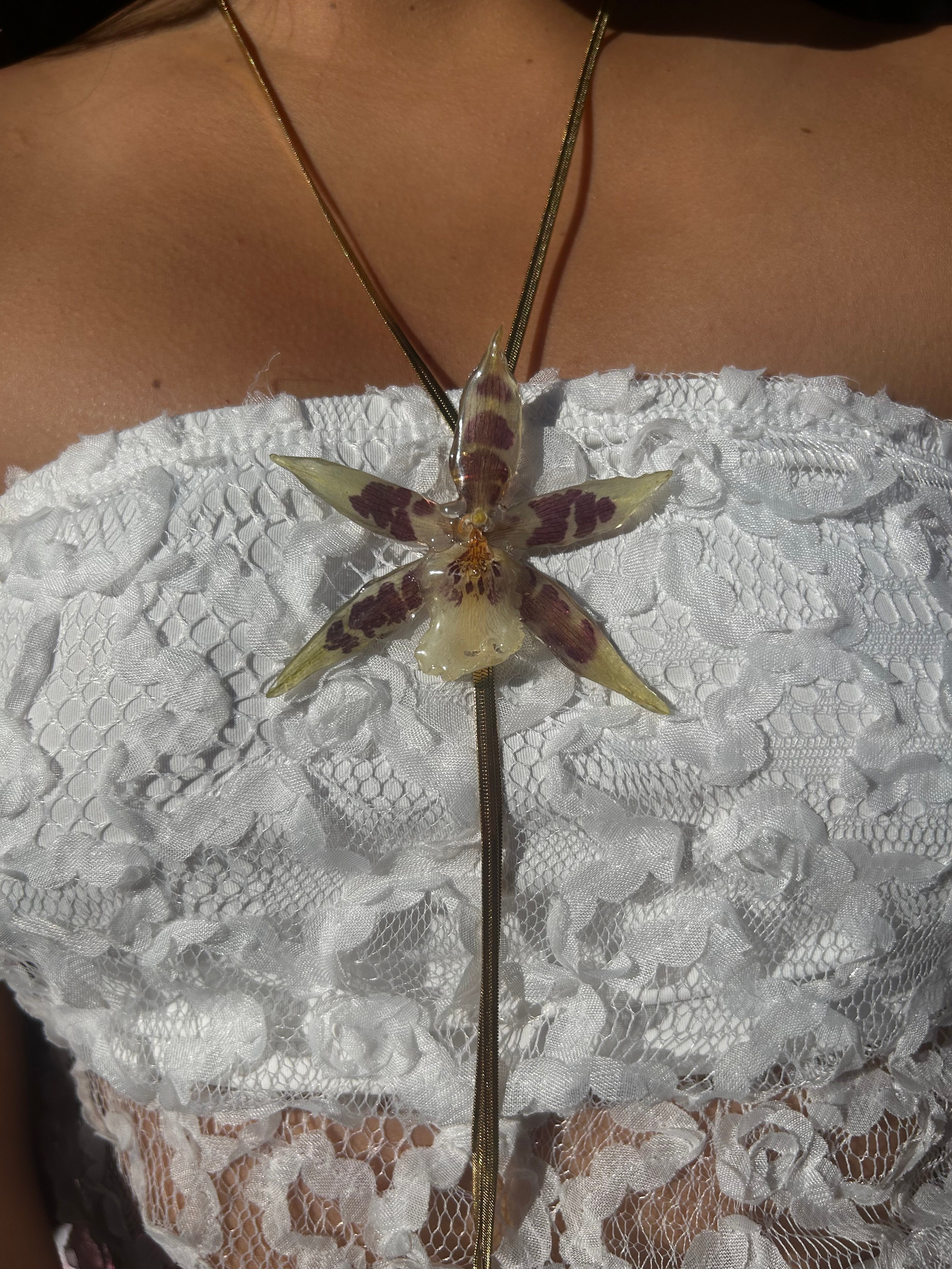 Orchid star