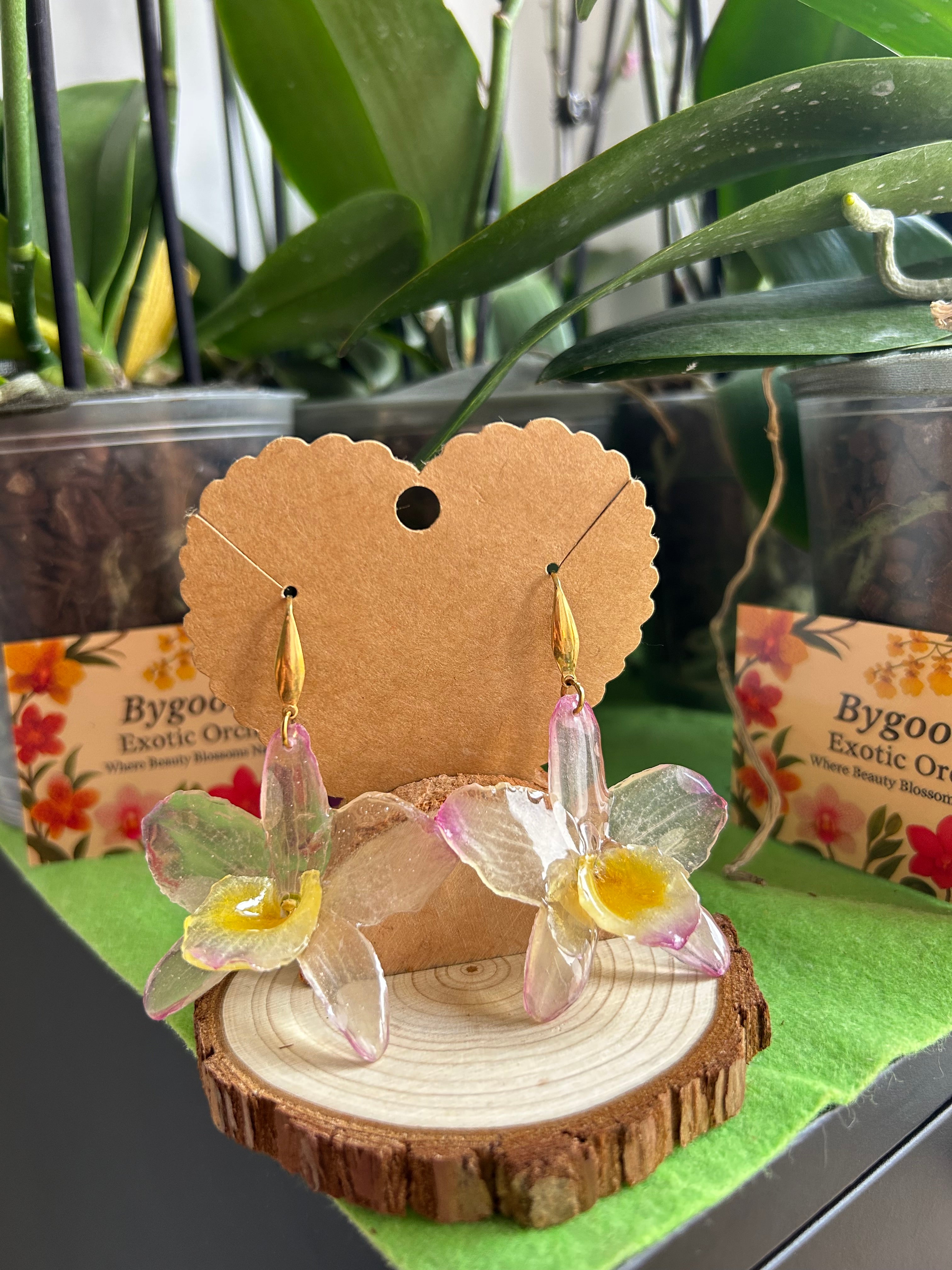 Dendrobium nobile orchids