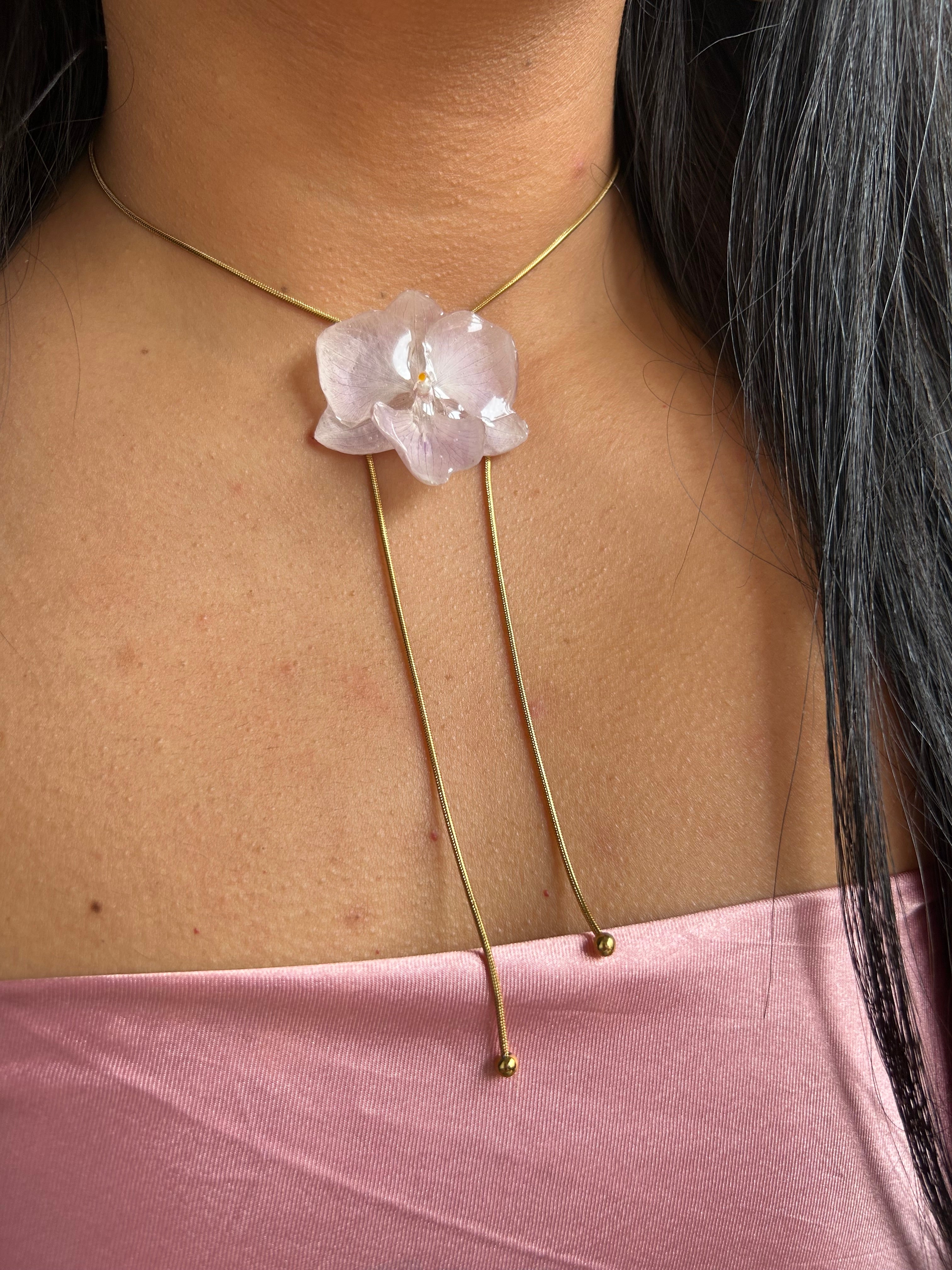 Orchid mini phalaenopsis