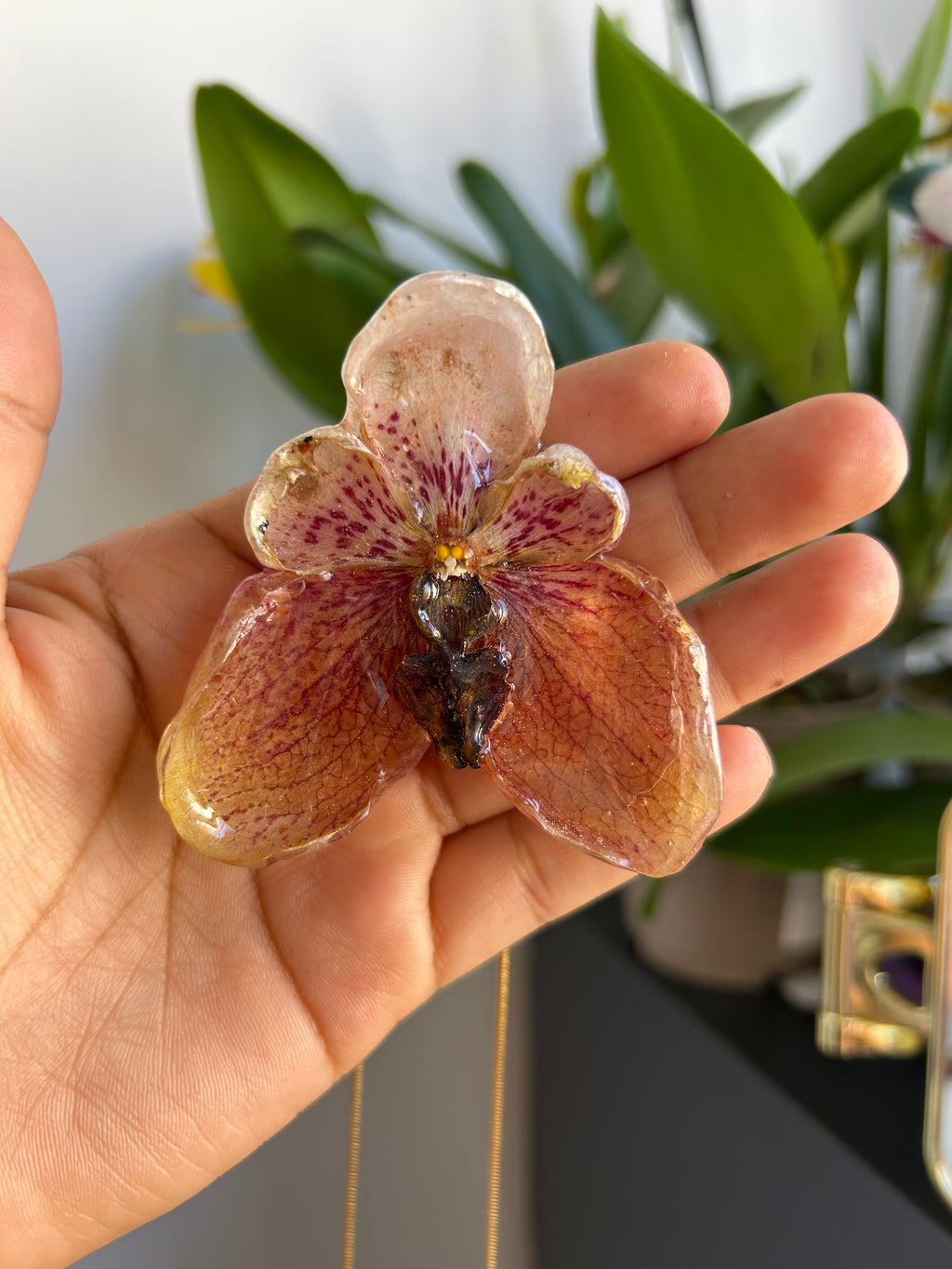 Orchid Vanda de colección