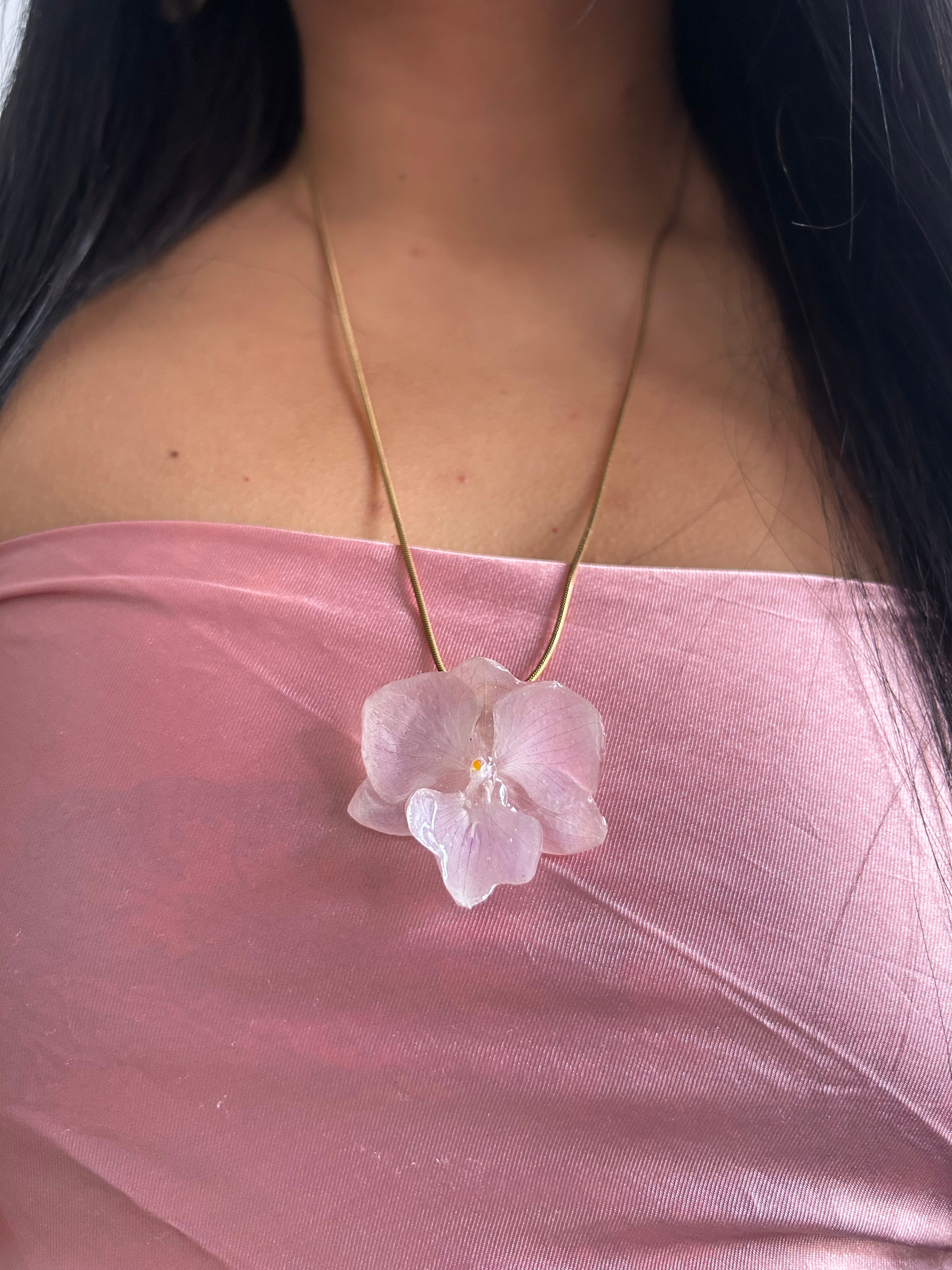 Orchid mini phalaenopsis