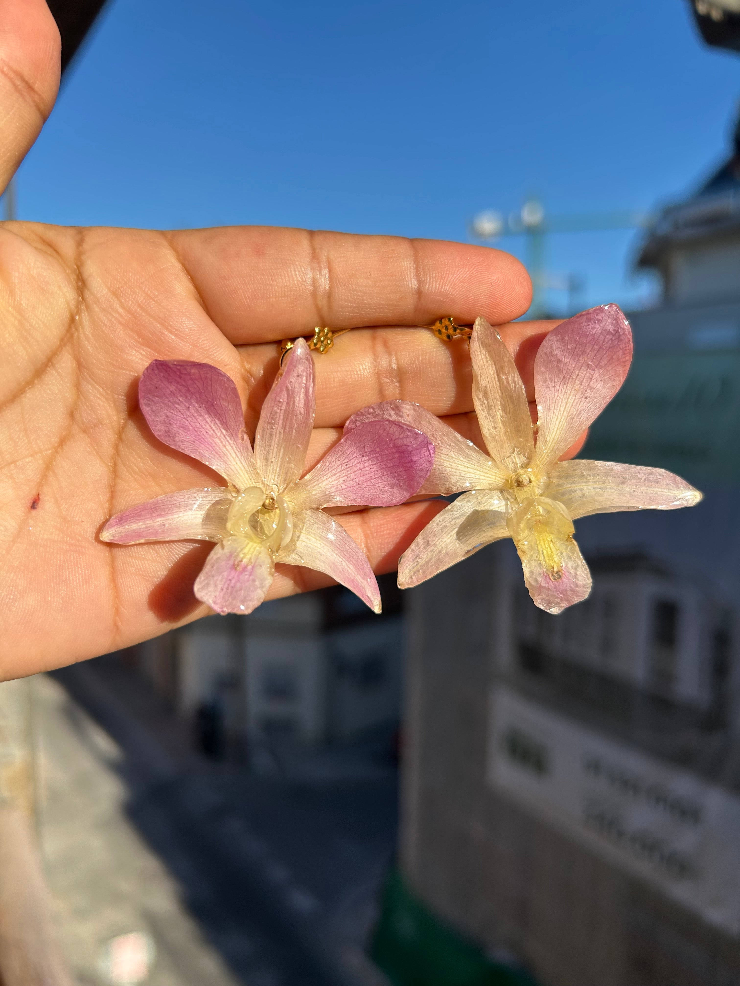 Orquídea dendrobium pink