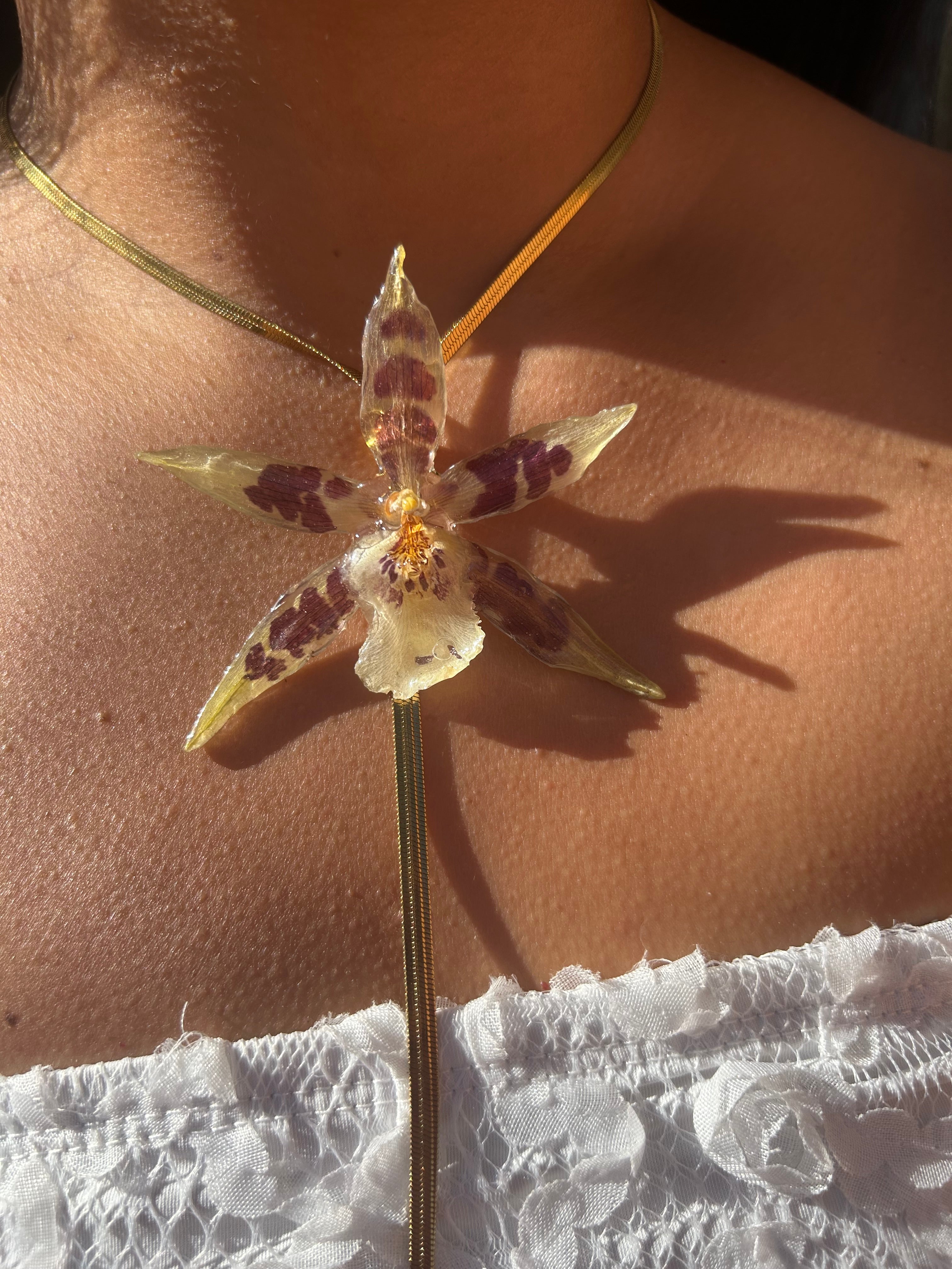 Orchid star