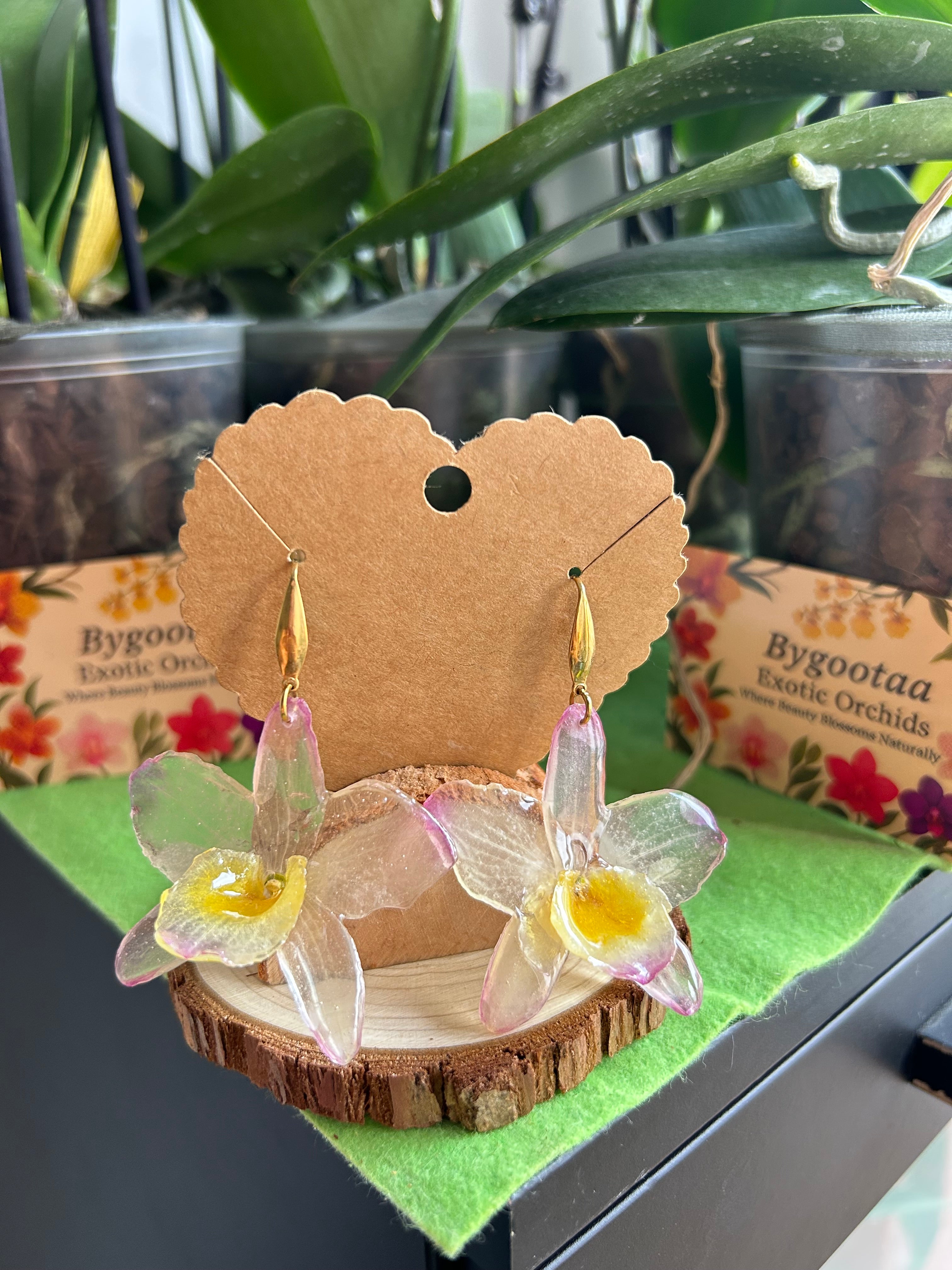 Dendrobium nobile orchids