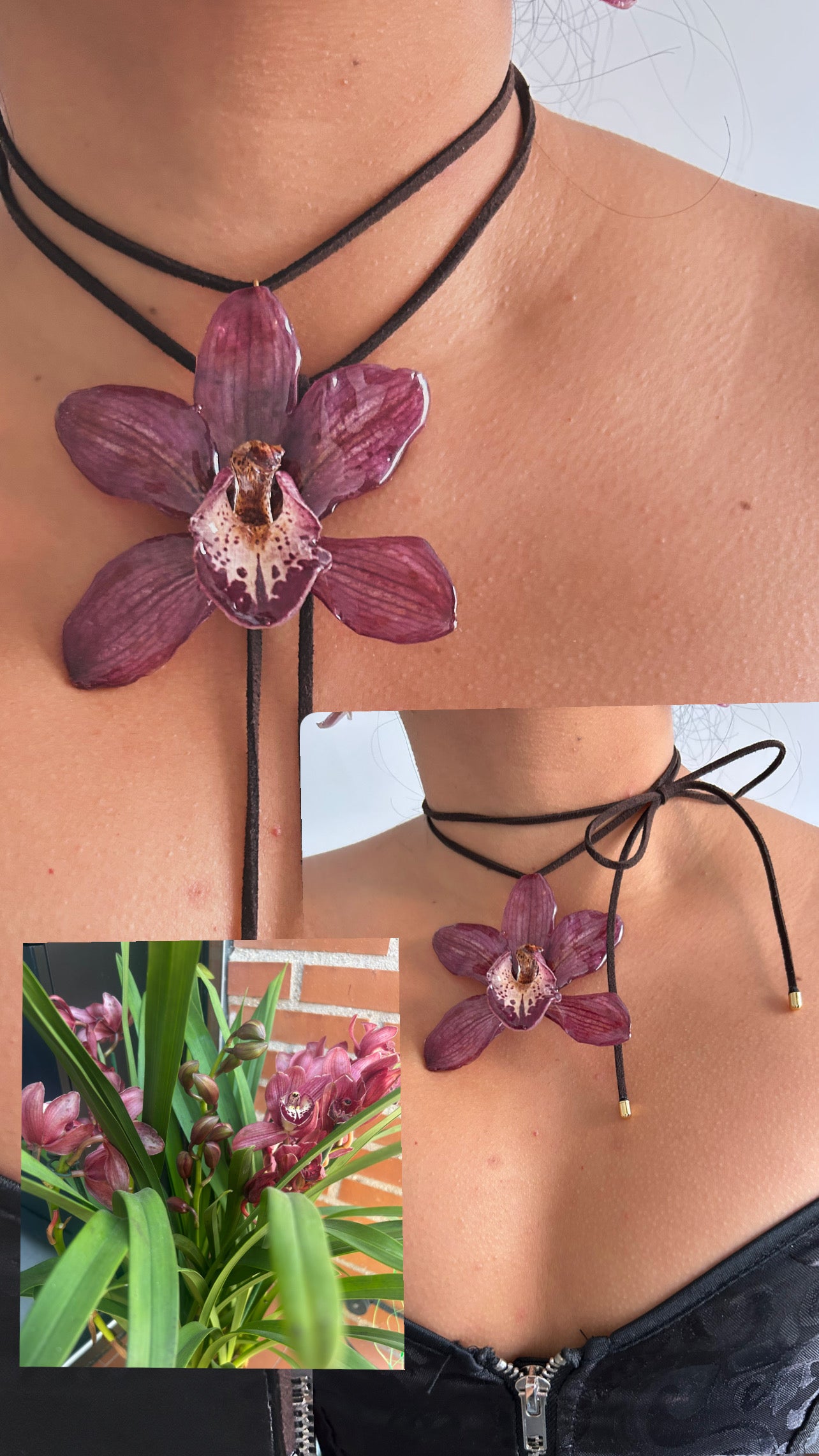 Grand orchid cymbidium lazo