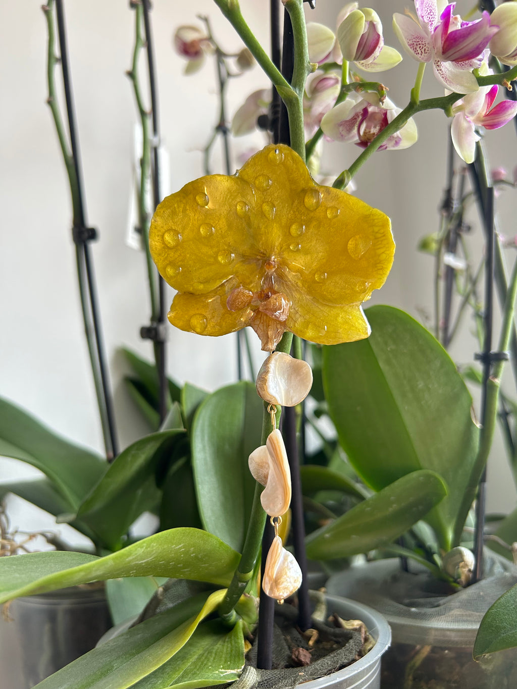 hair hook large phalaenopsis orchid