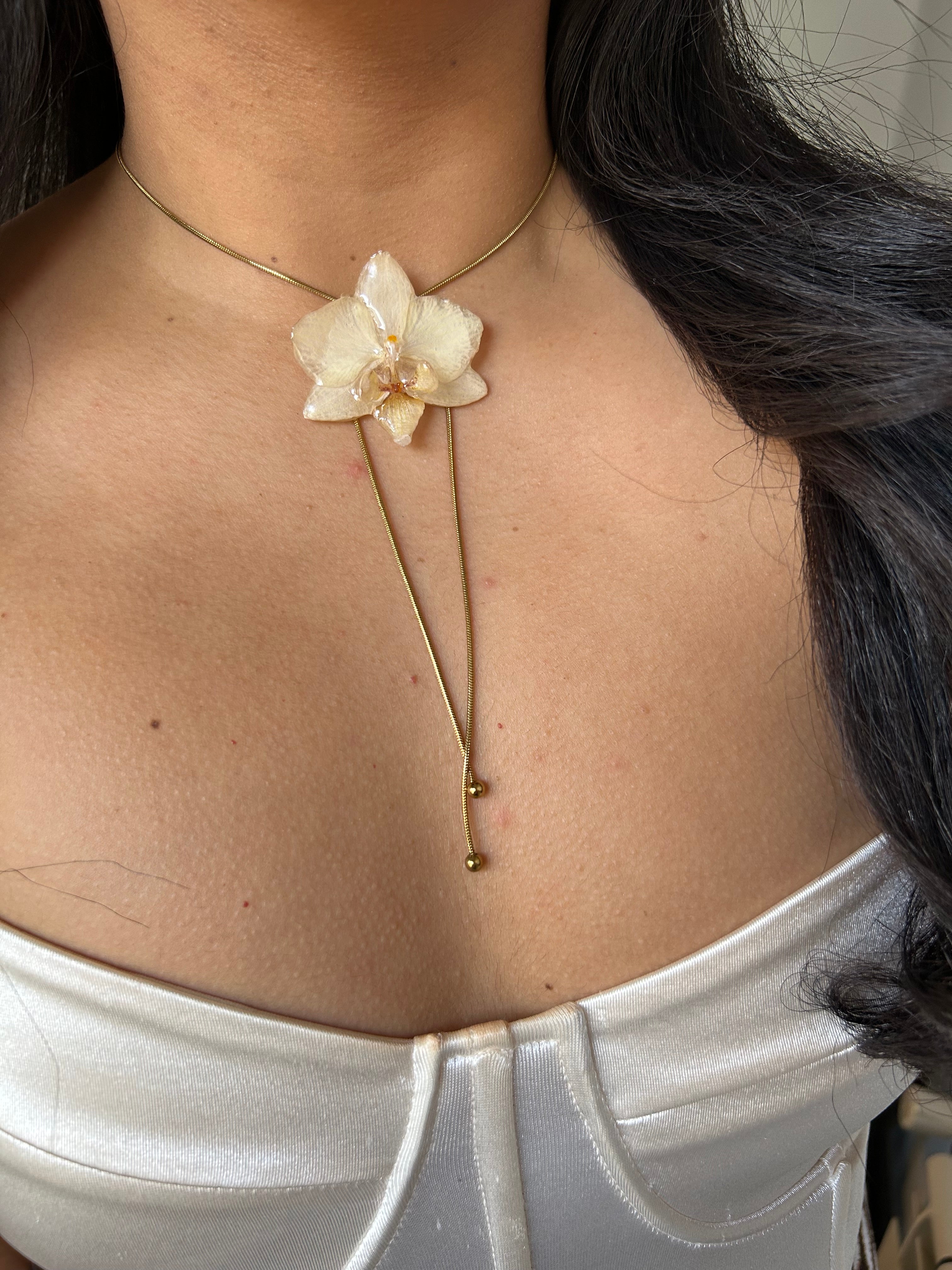 cream phalaenopsis orchid