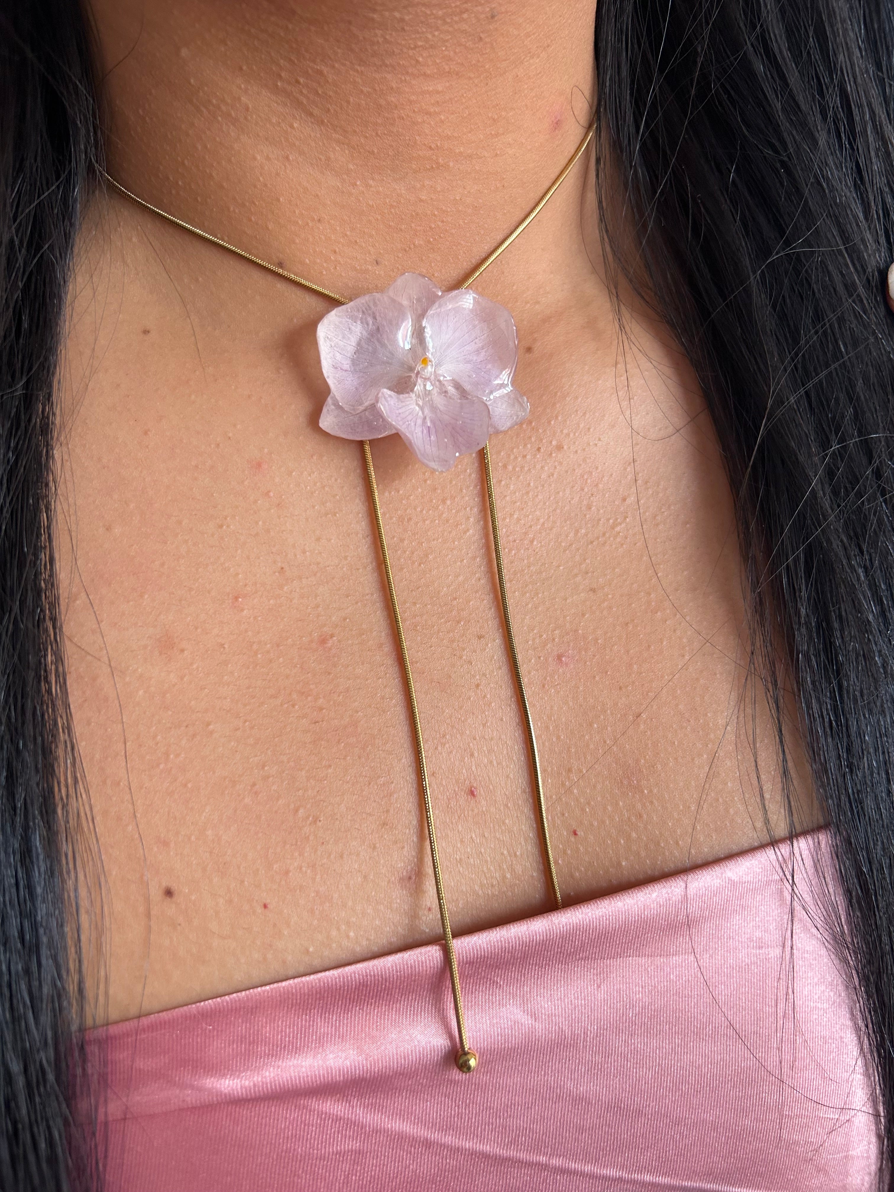 Orchid mini phalaenopsis