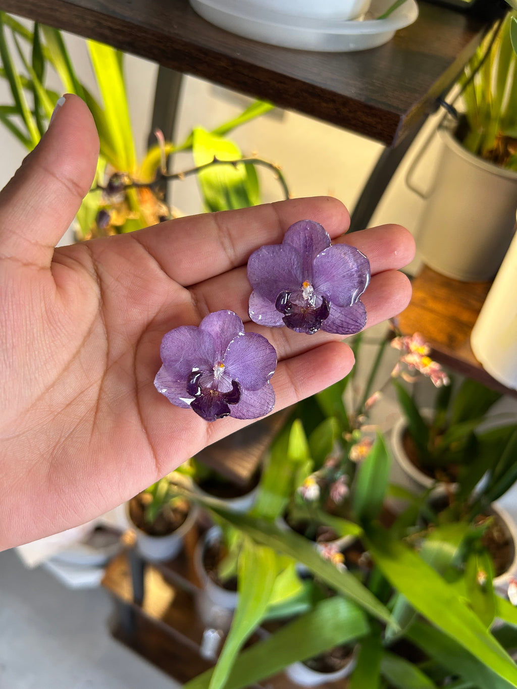 Orchid mini purple