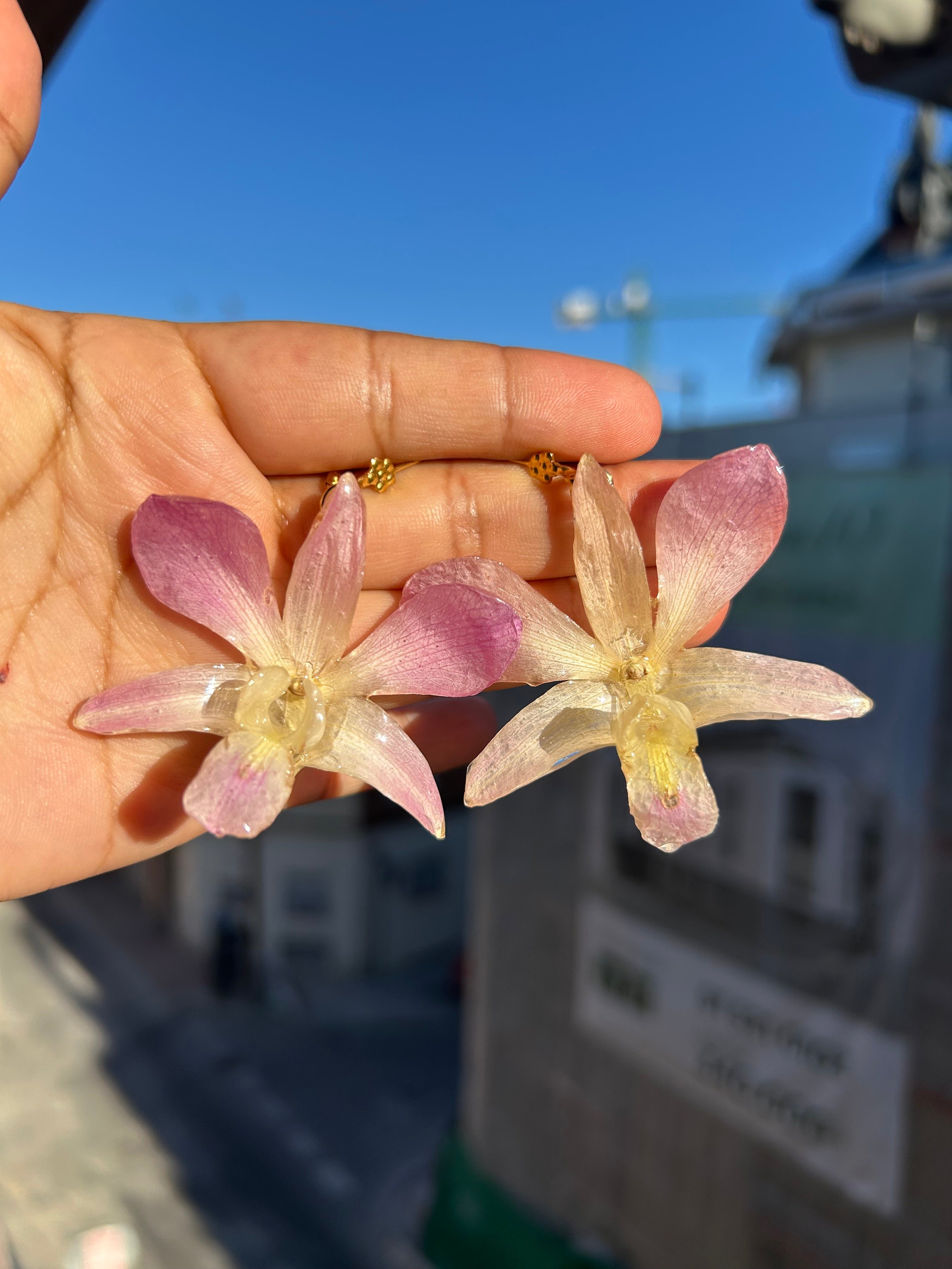 Orquídea dendrobium pink
