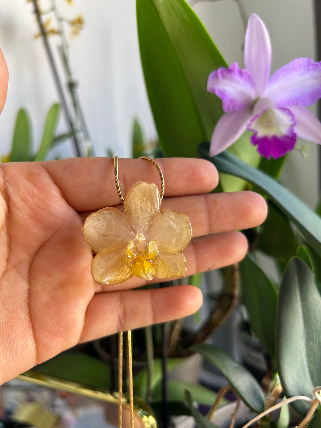 Orchid mini yellow