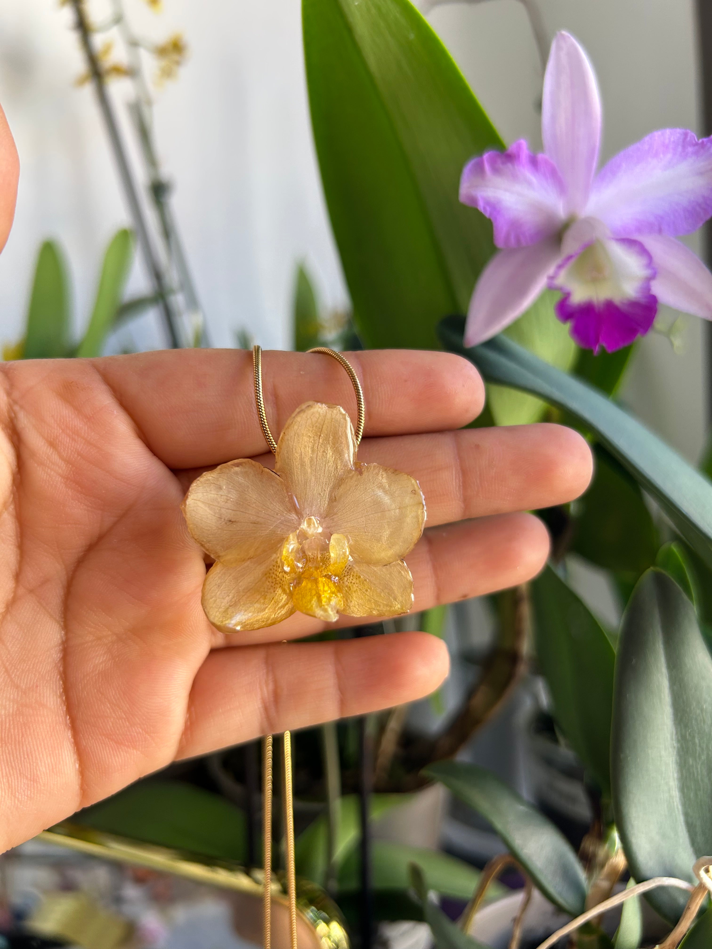 Orchid mini yellow
