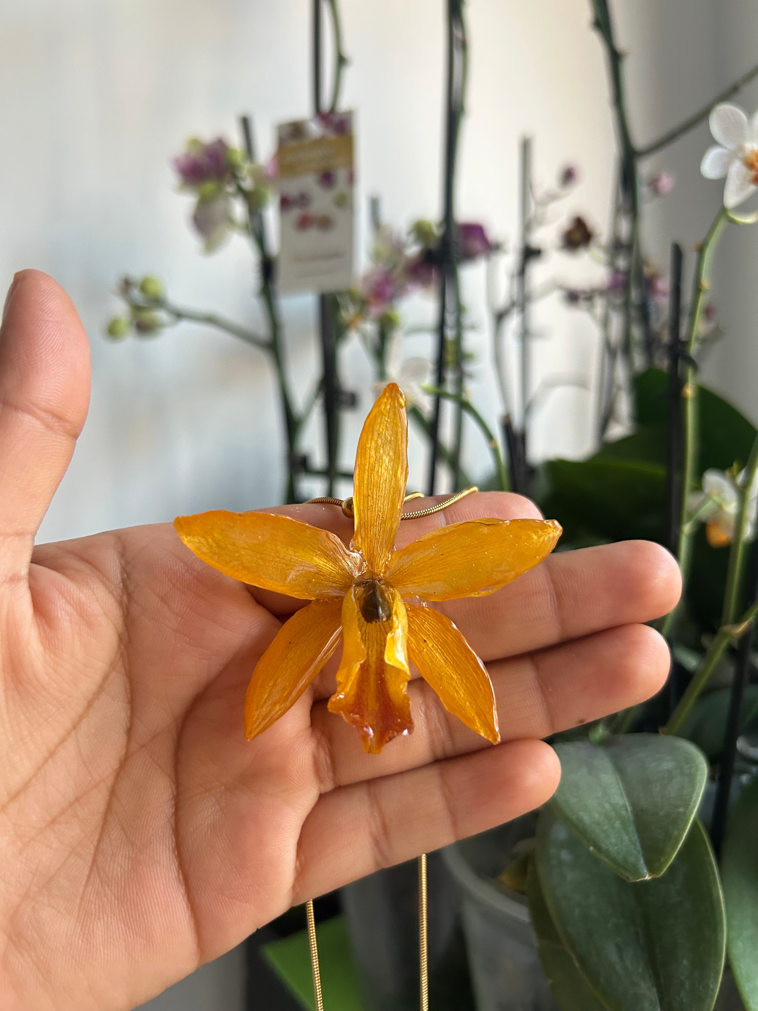 Cattleya orchid collection