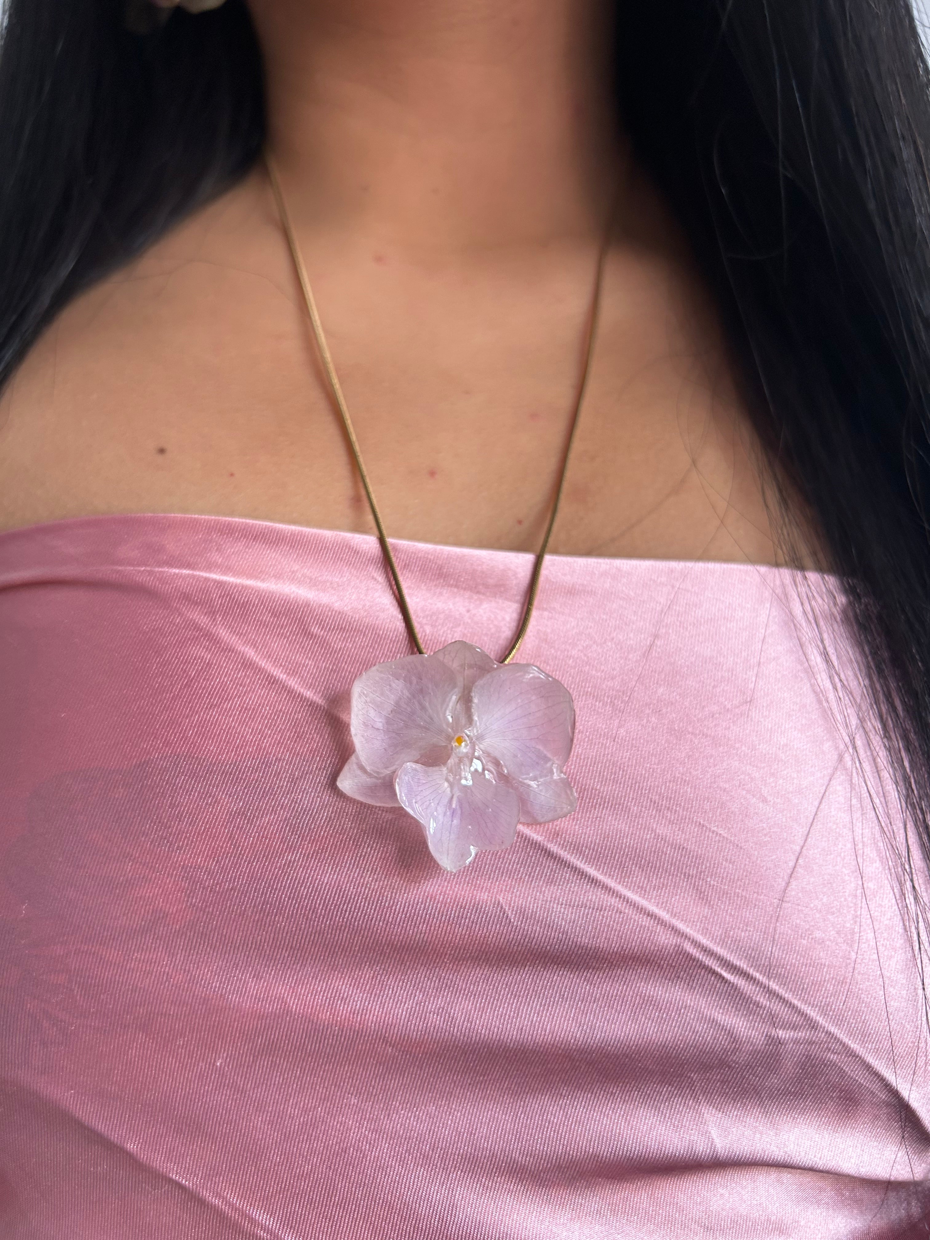 Orchid mini phalaenopsis