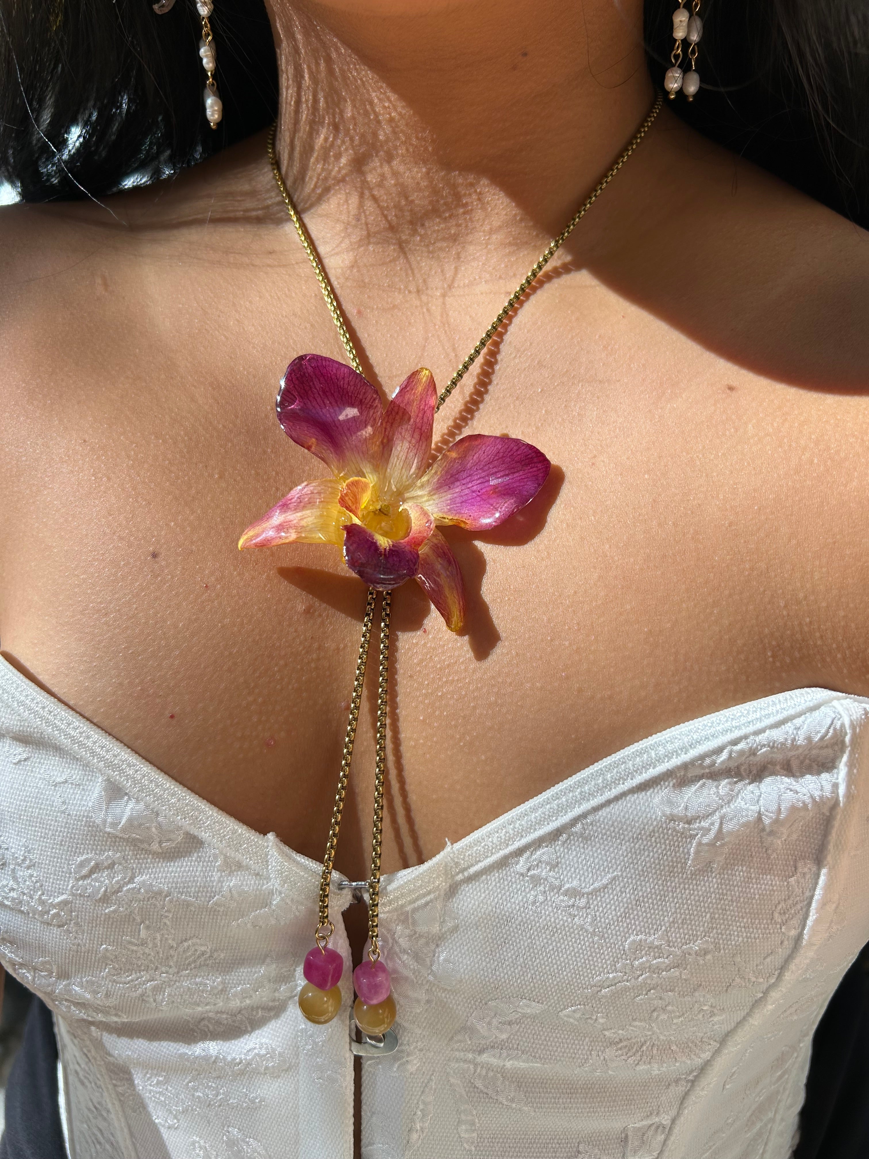 Orchid dendrobium bello atardecer