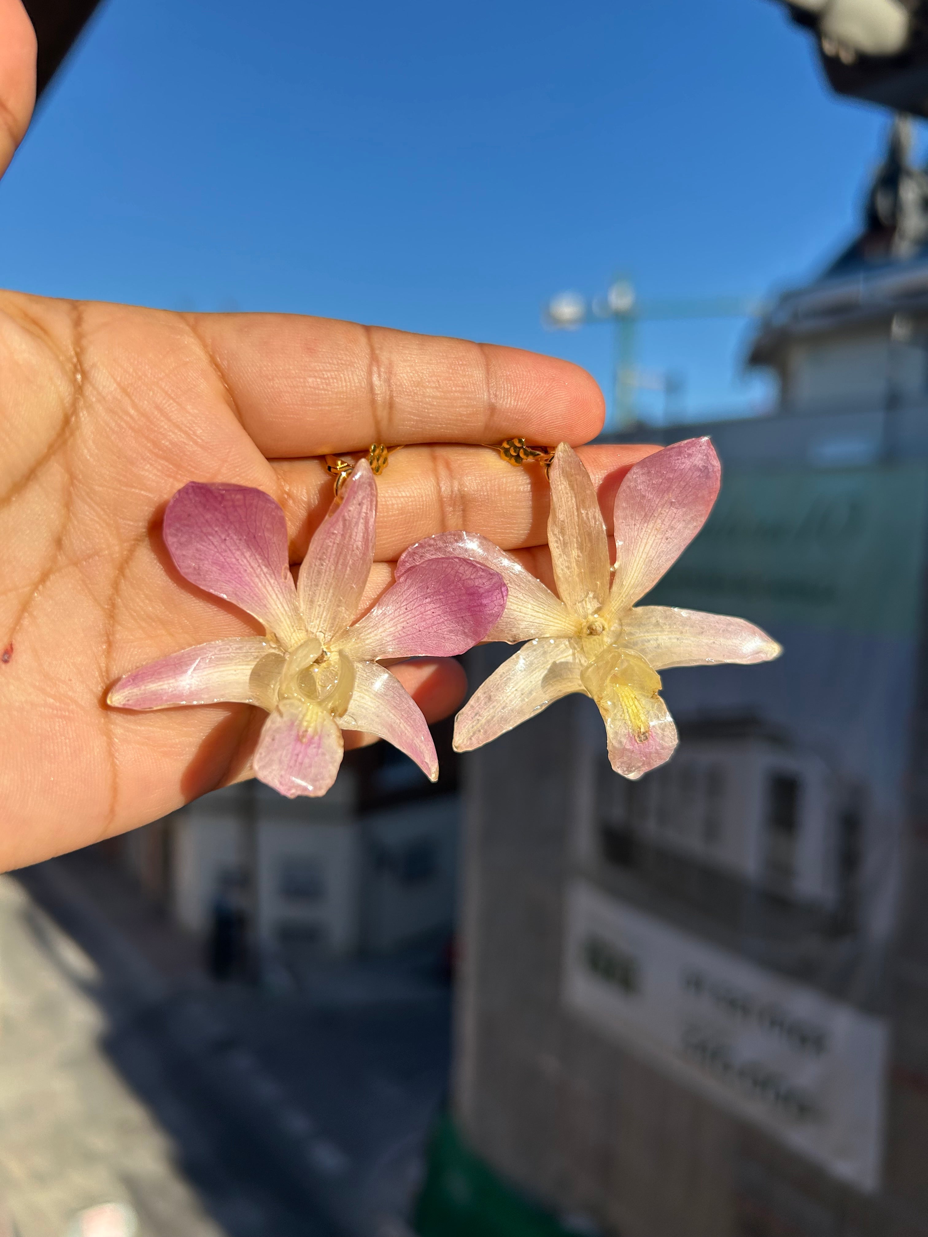 Orquídea dendrobium pink