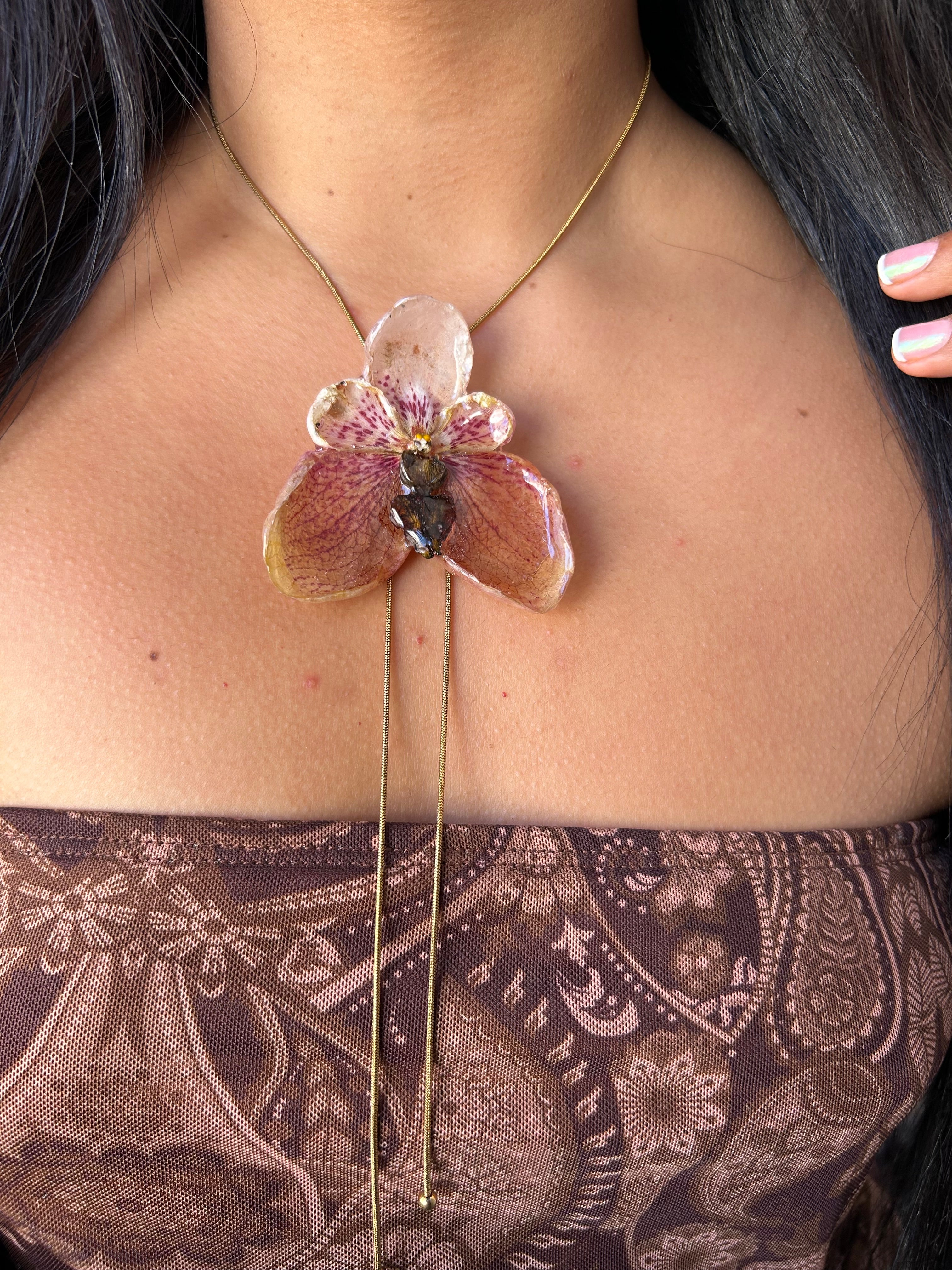 Orchid Vanda de colección