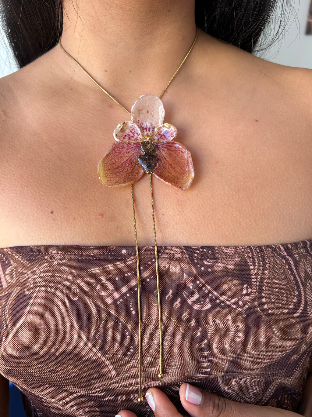 Orchid Vanda de colección