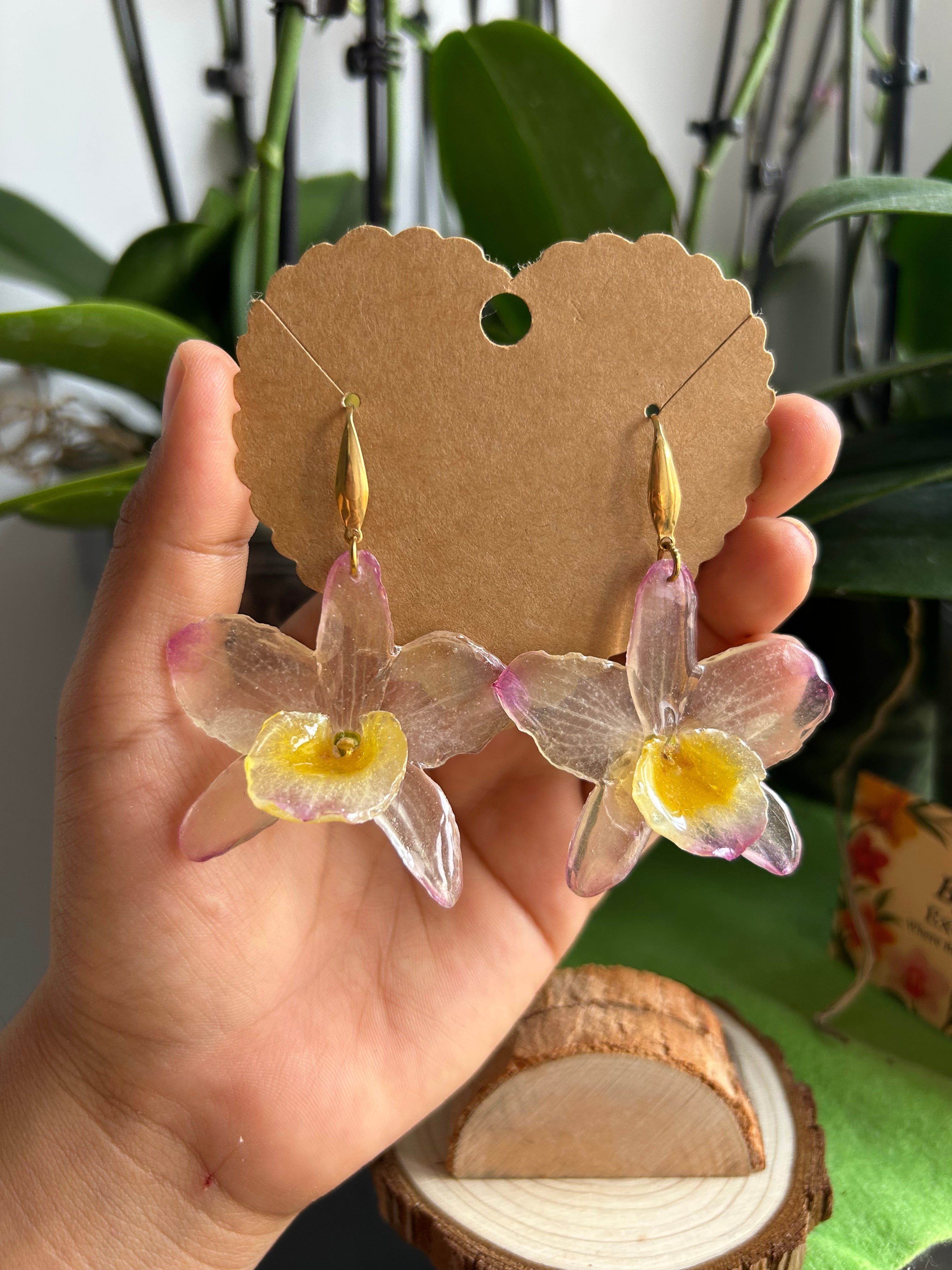 Dendrobium nobile orchids