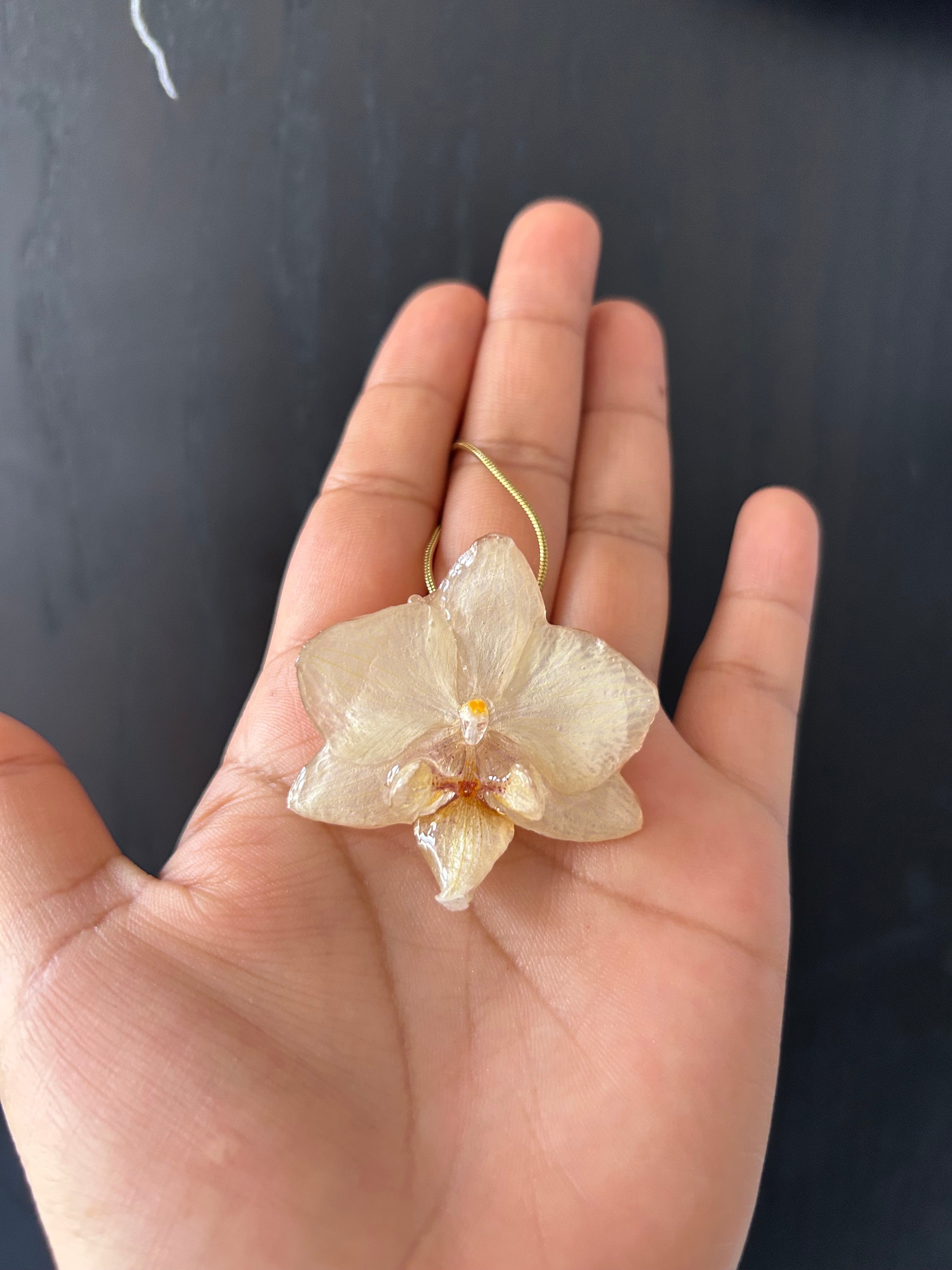 cream phalaenopsis orchid