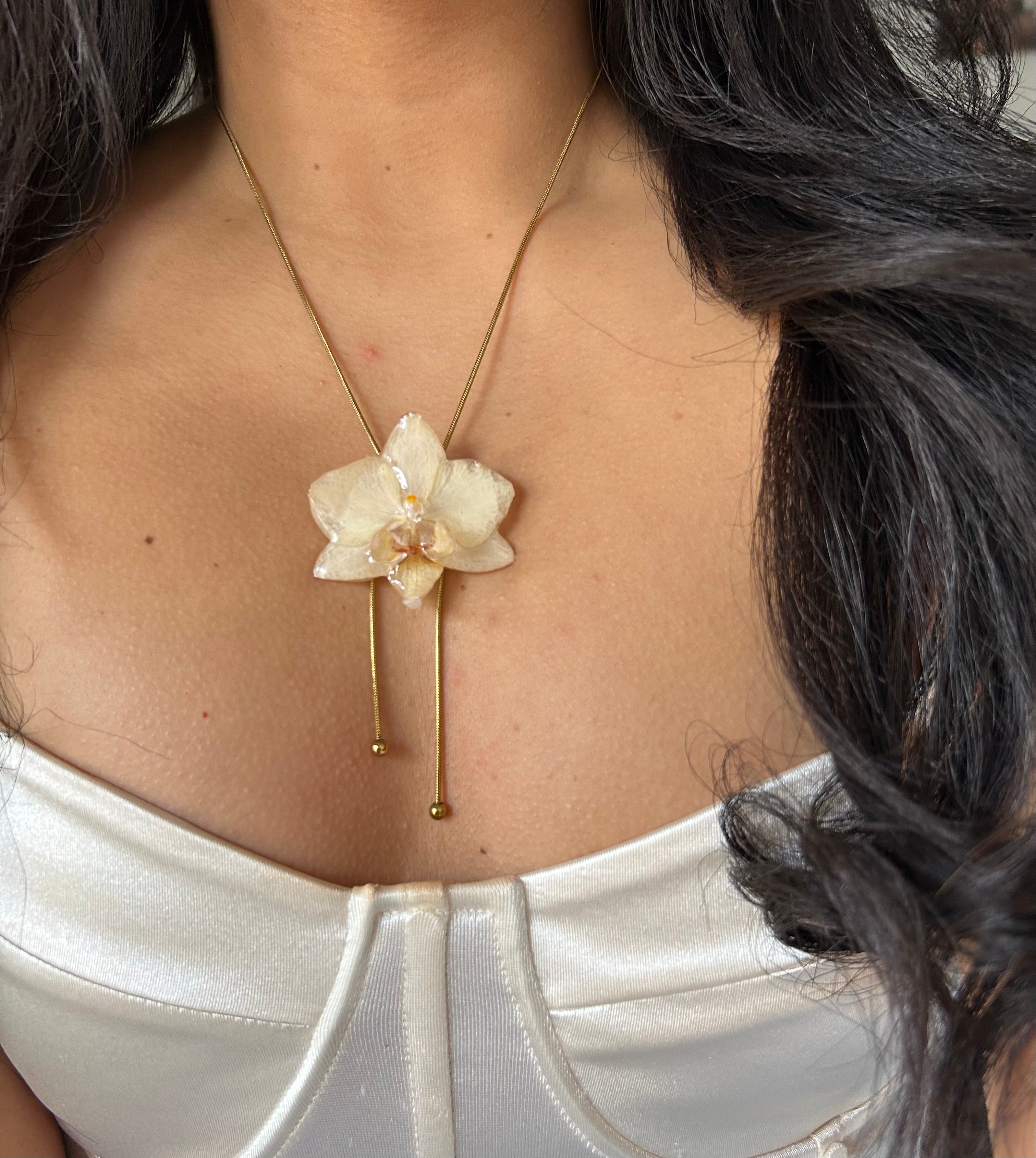 cream phalaenopsis orchid