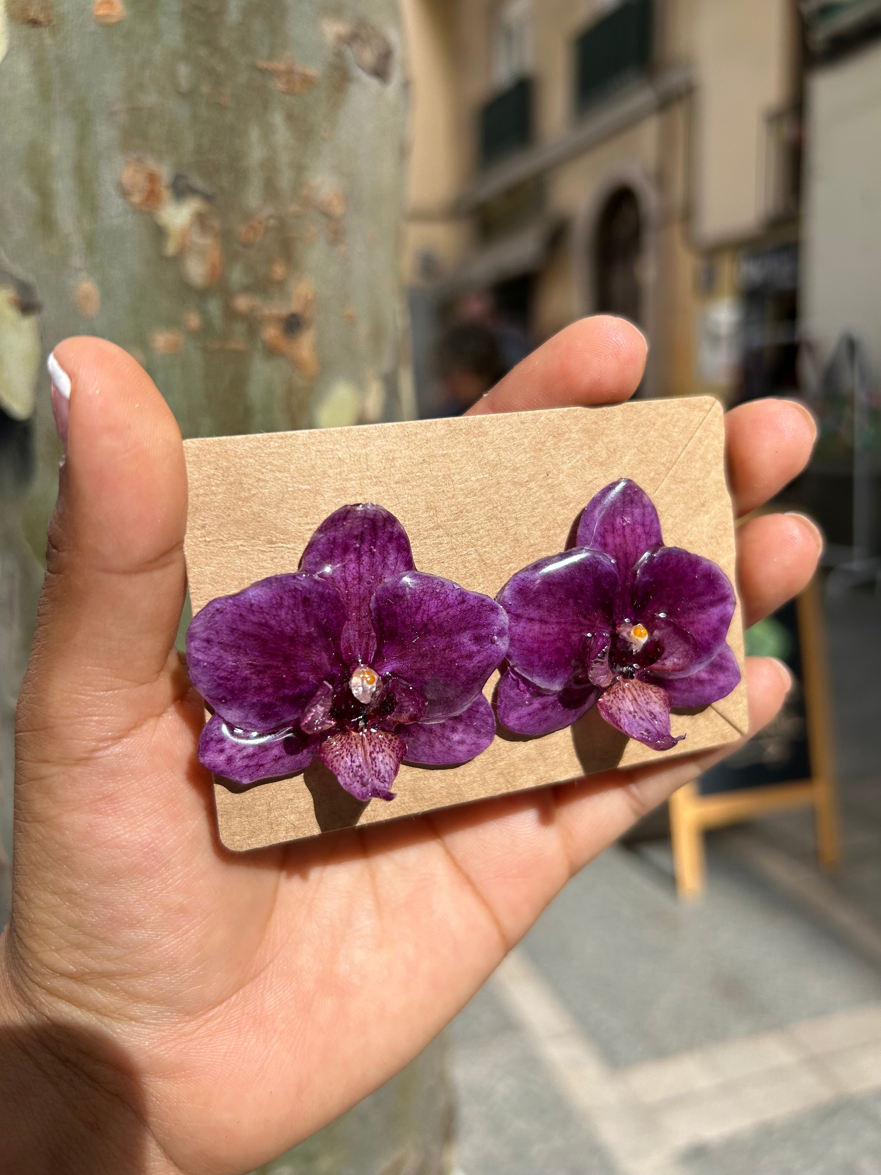 Orchid mini phalaenopsis