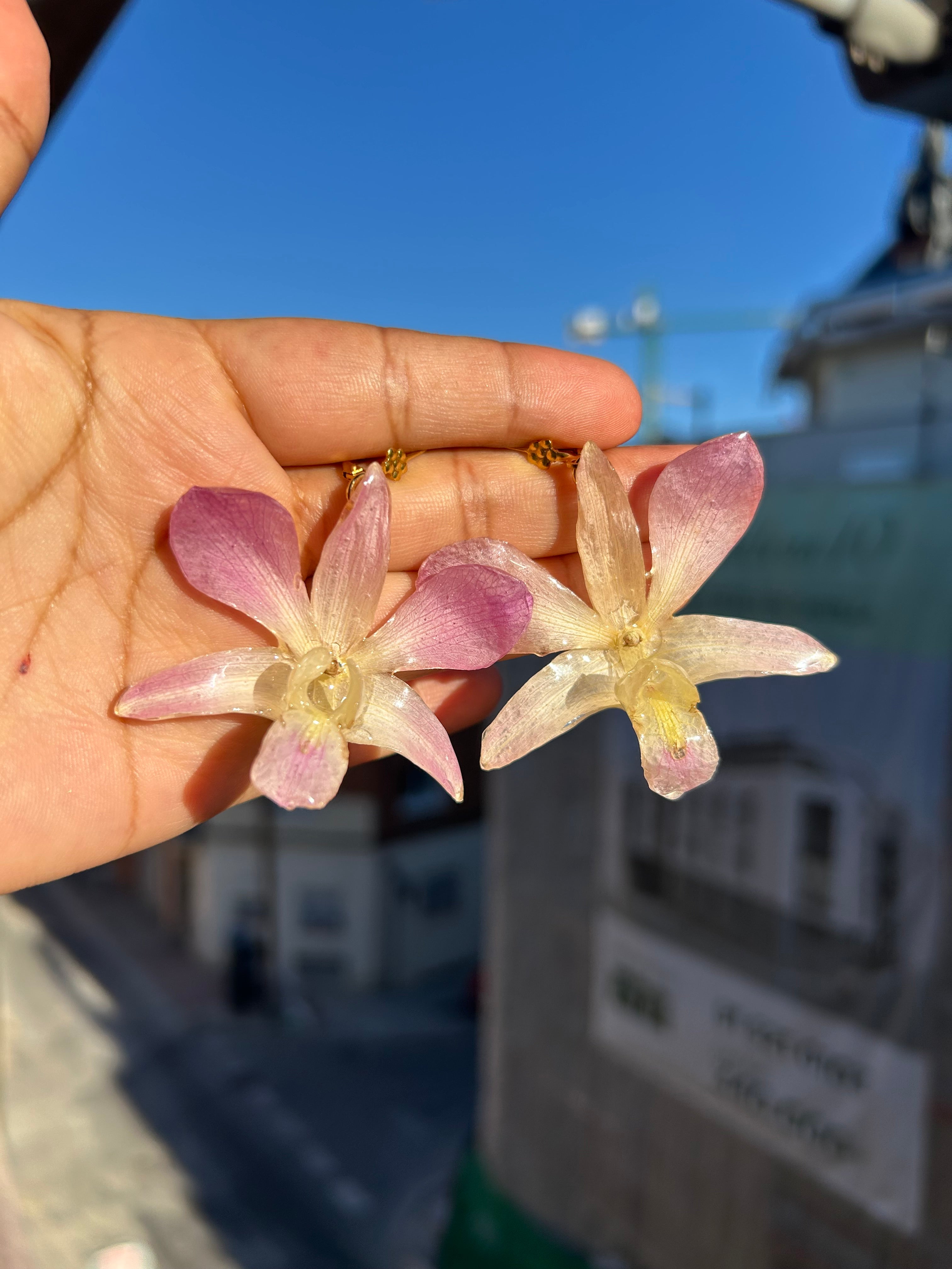 Orquídea dendrobium pink