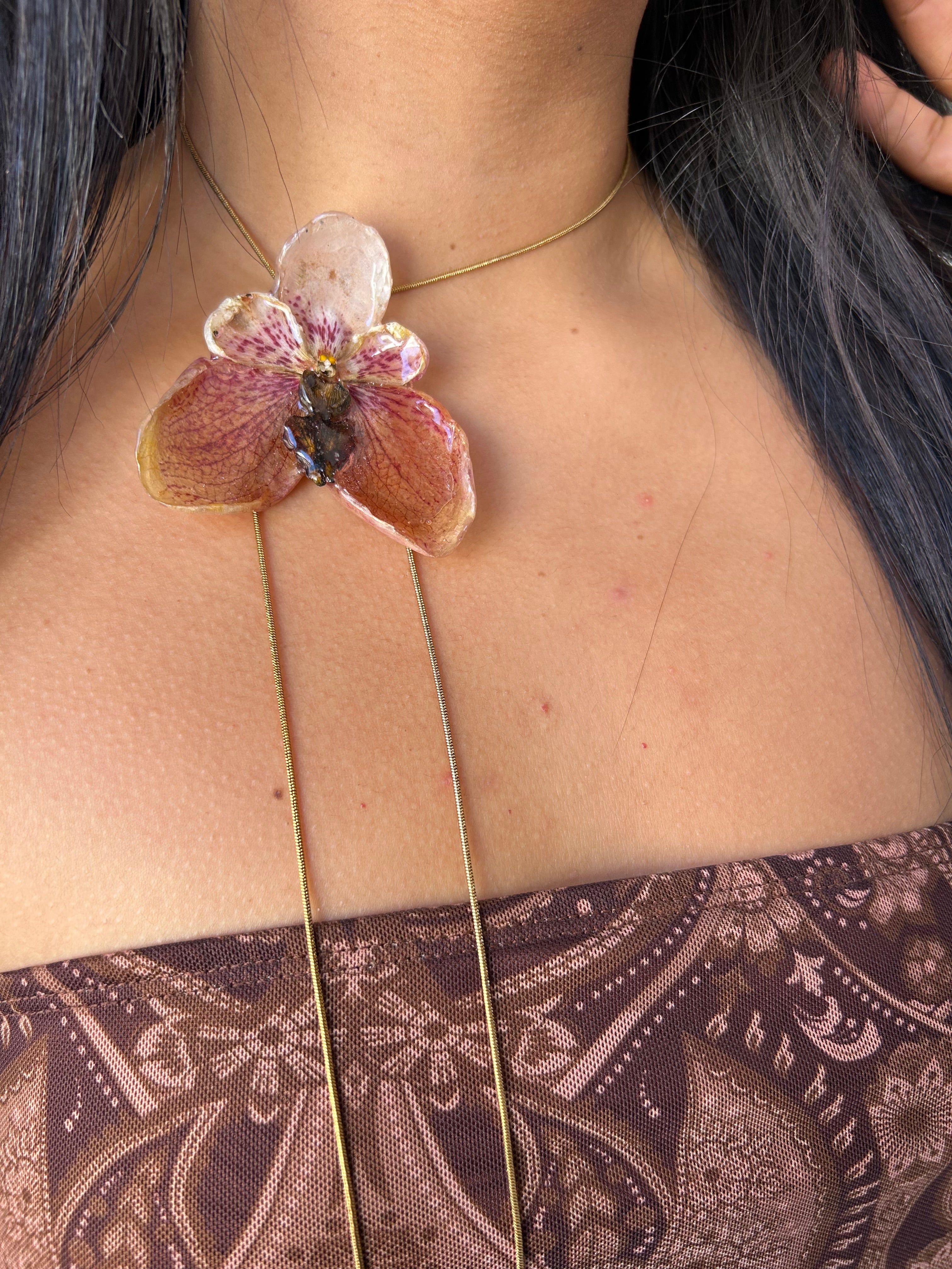 Orchid Vanda de colección