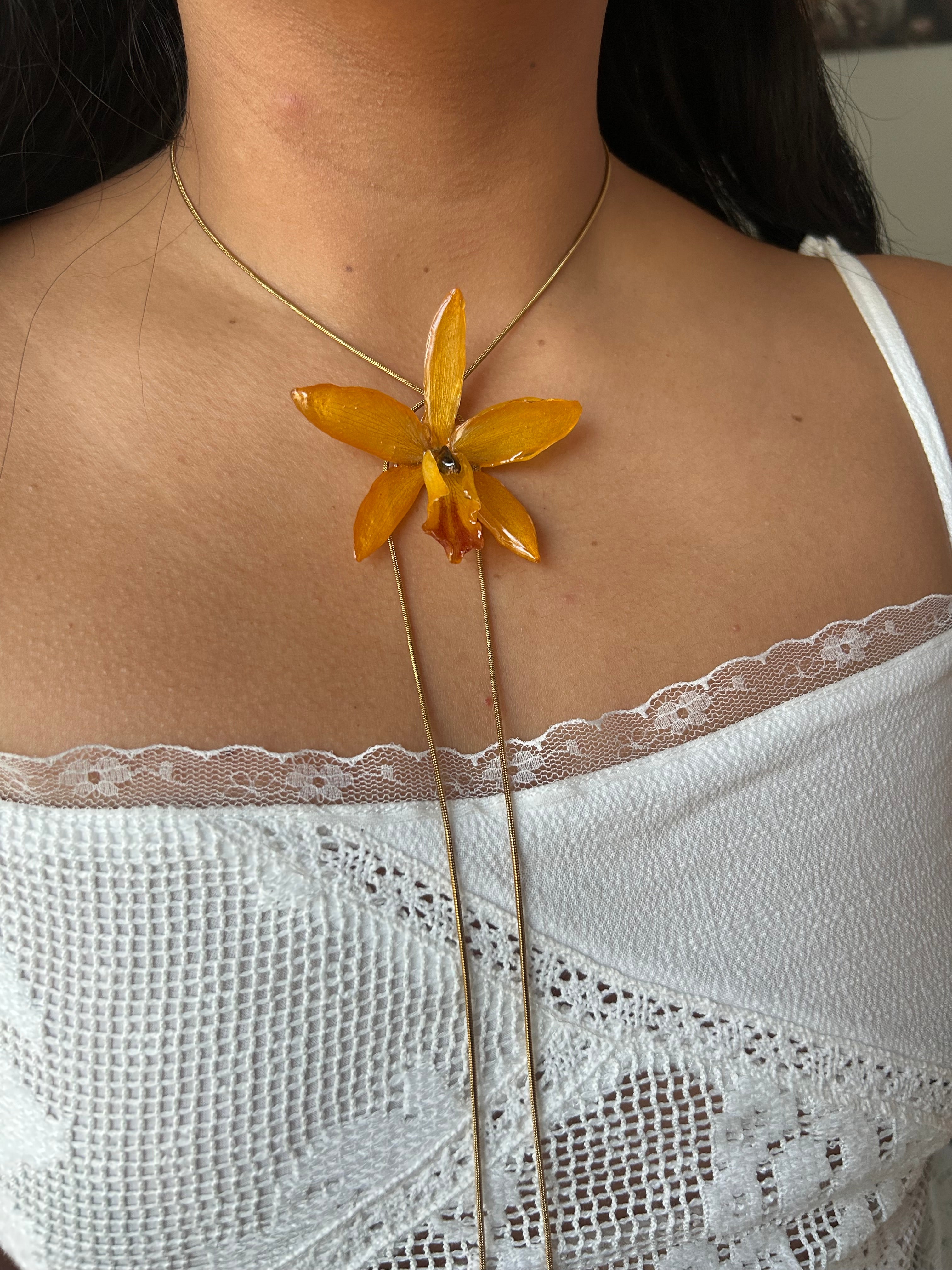 Cattleya orchid collection