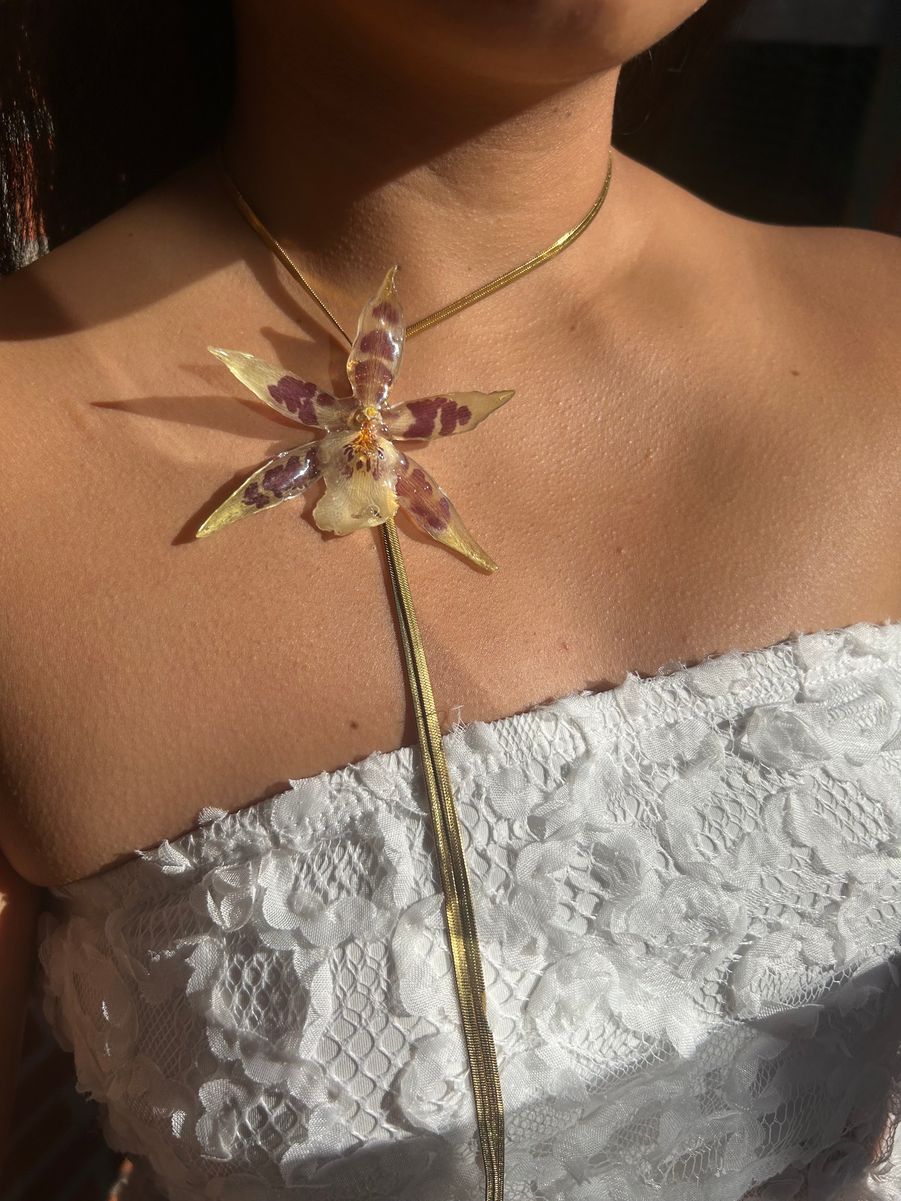 Orchid star