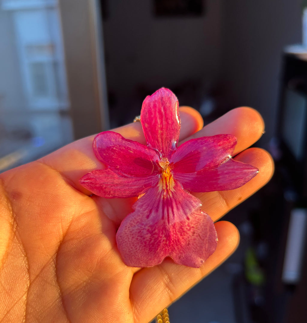 Orchid Nelly isler fucsia